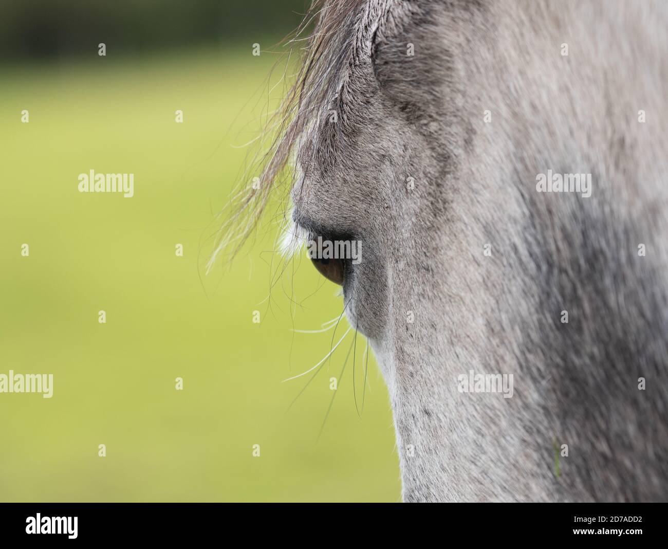 Close up of an eye and head of a grey horse side view Stock Photo