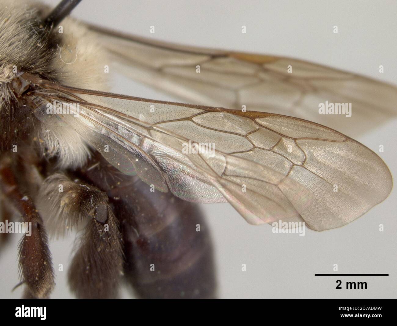 Andrena transnigra paysoni cockerell hi-res stock photography and ...