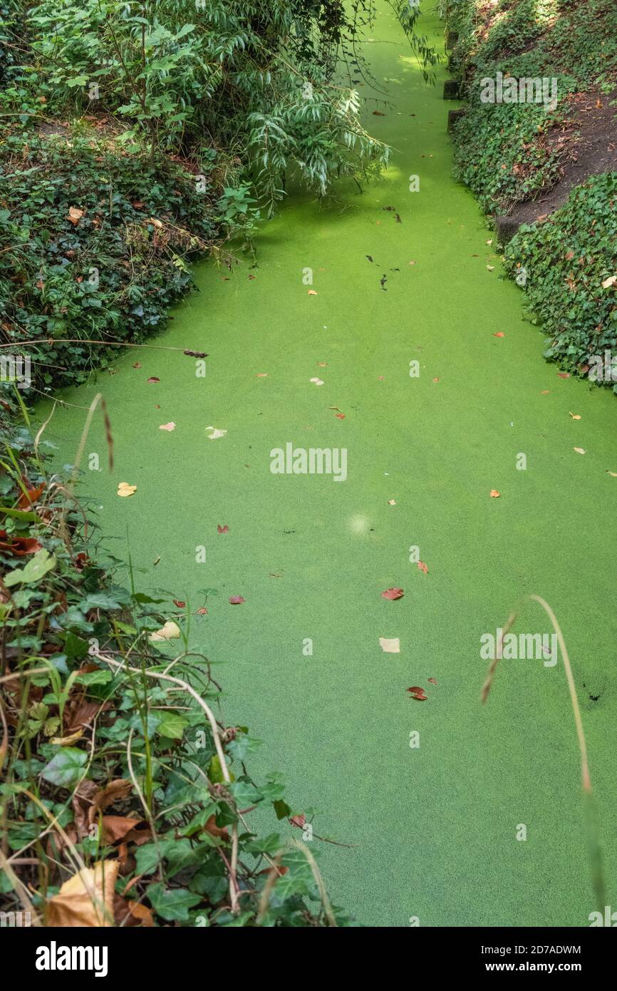 Duck Weed, a small leafed plant  forming a bight green carpet on the surface of a stream Stock Photo