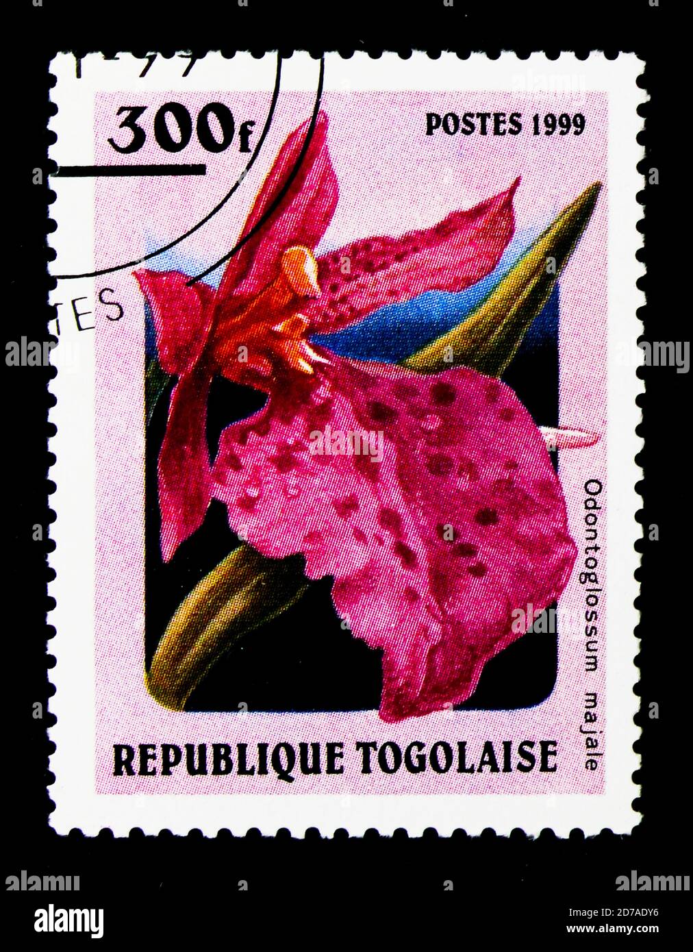 MOSCOW, RUSSIA - NOVEMBER 26, 2017: A stamp printed in Togo shows Odontoglossum majale, Orchids serie, circa 1999 Stock Photo