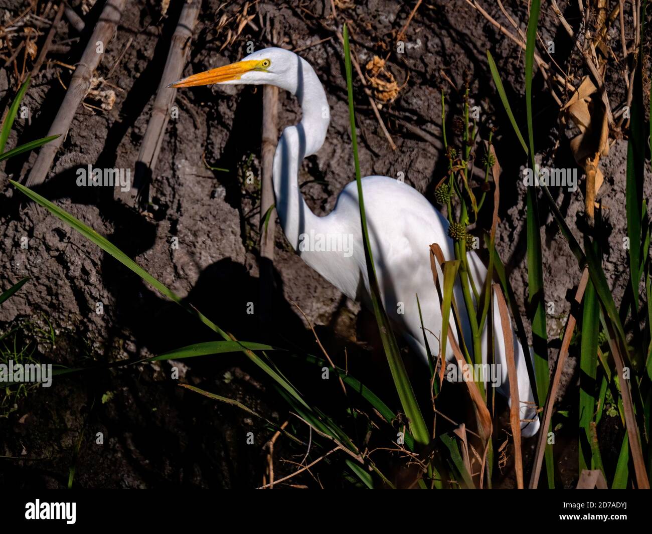 Egret in Staten Island Preserve, California Stock Photo