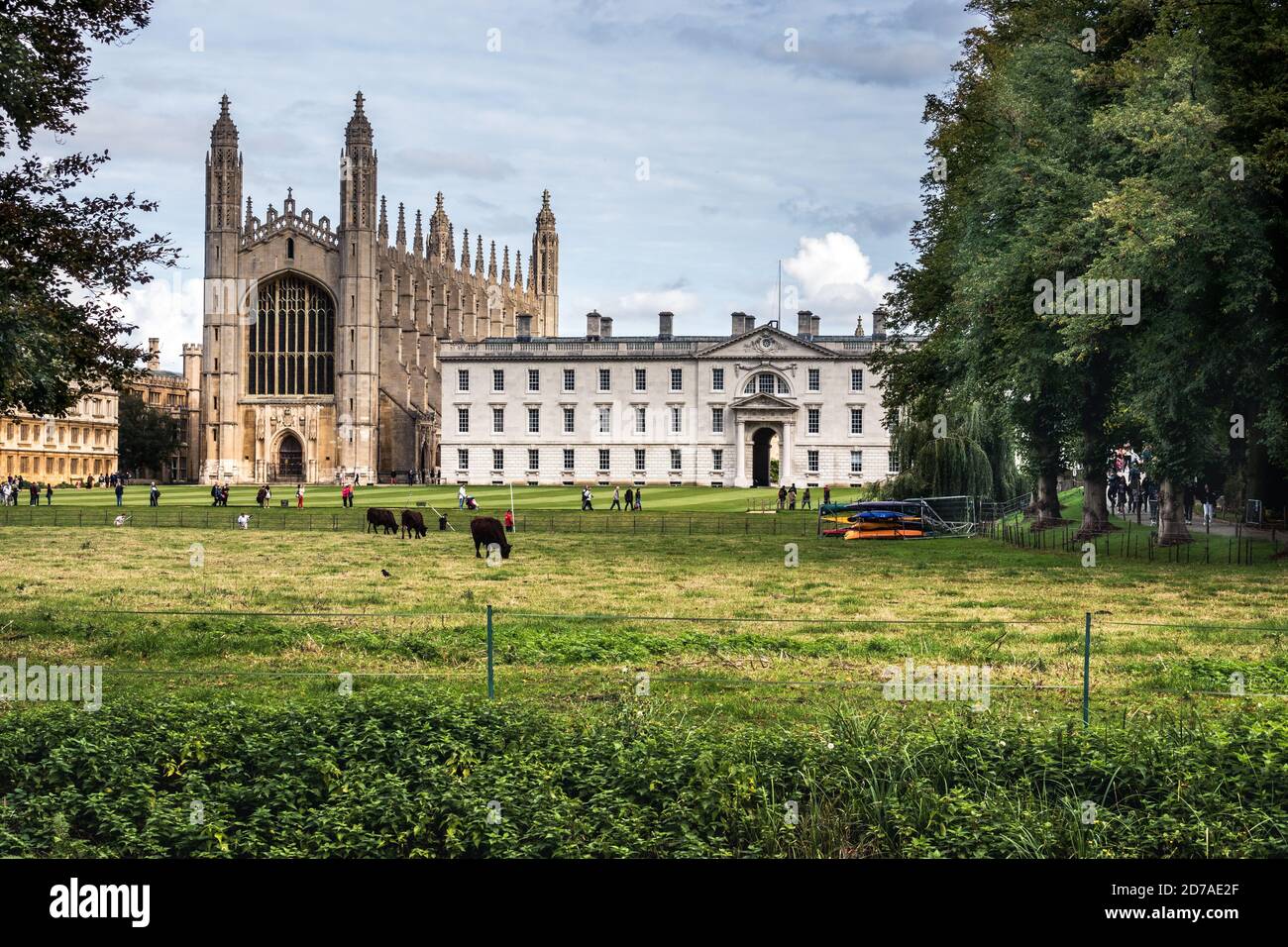 Kings College from the backs Cambridge showing cows in pasture in the foreground meadows Stock Photo