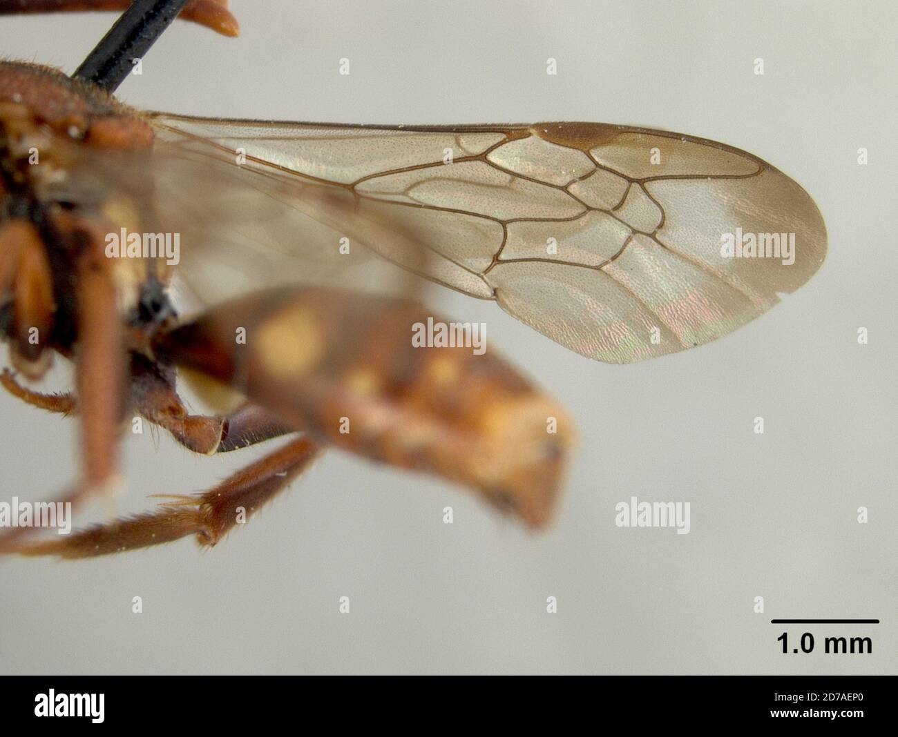 Nomada media mitchell hi-res stock photography and images - Alamy