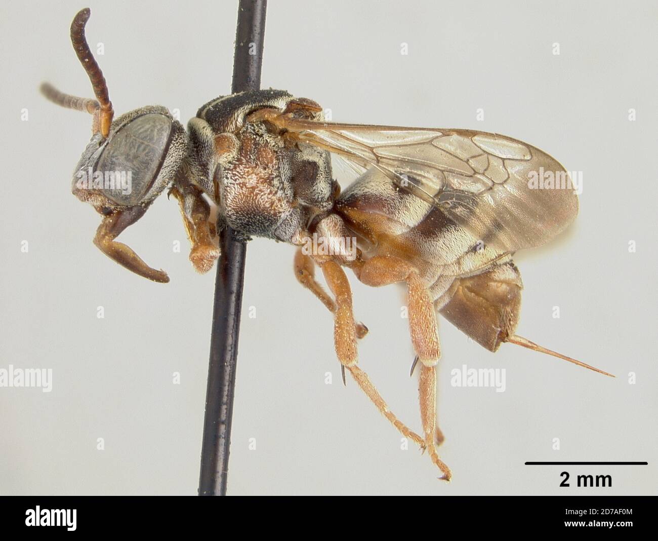 Pinned, Sioux City, Iowa, United States, Epeolus ainsliei Crawford, 1932, Animalia, Arthropoda, Insecta, Hymenoptera, Apidae Stock Photo
