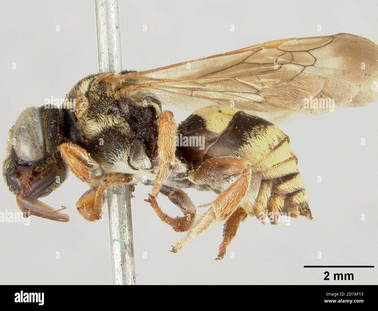 Miguel Insect Pinned, Beulah, San Miguel, New Mexico, United States, Triepeolus ...