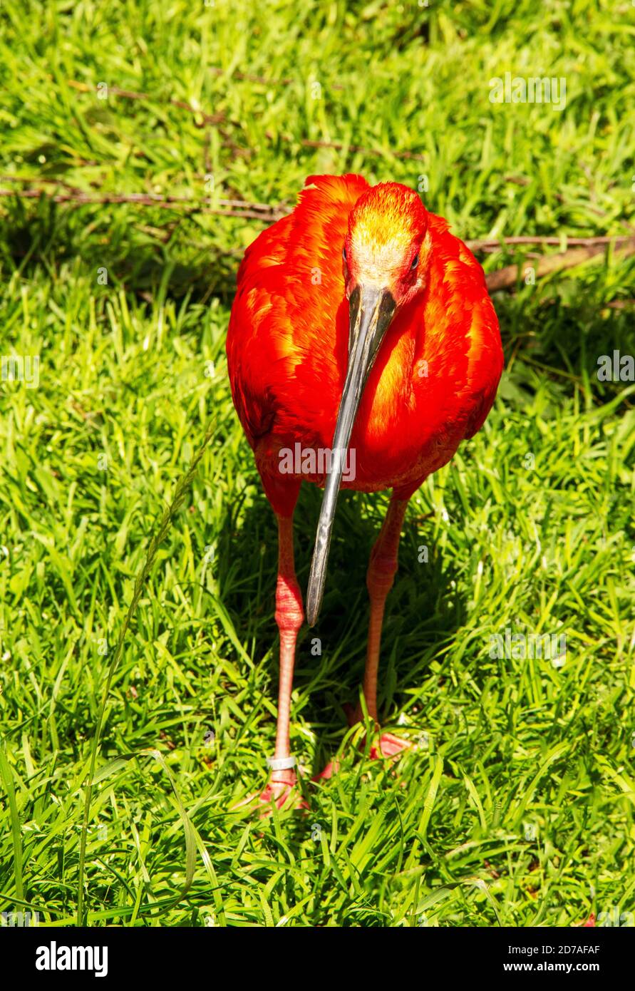 The scarlet ibis, Eudocimus ruber, is a species of ibis in the bird family Threskiornithidae Stock Photo