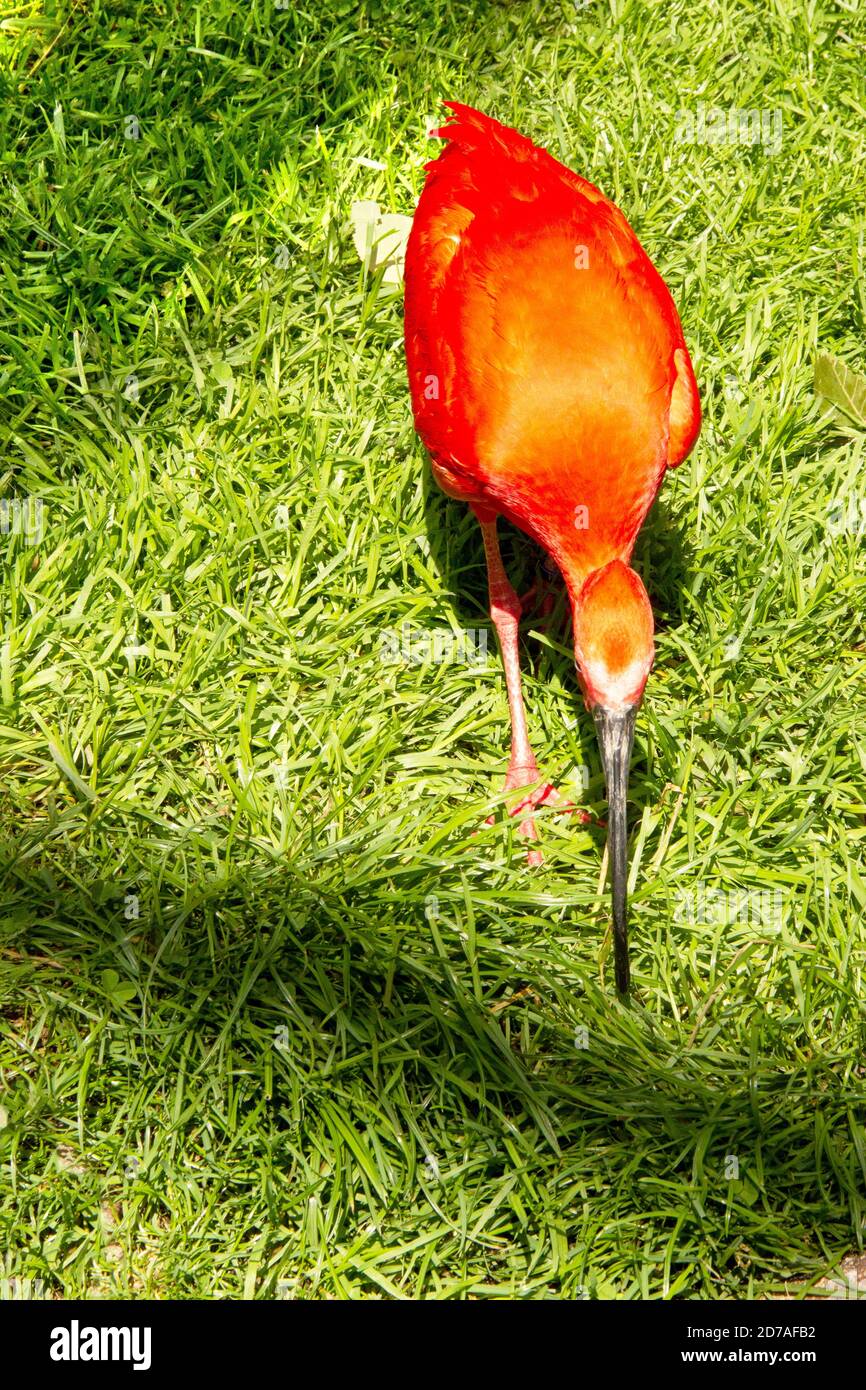 The scarlet ibis, Eudocimus ruber, is a species of ibis in the bird family Threskiornithidae Stock Photo