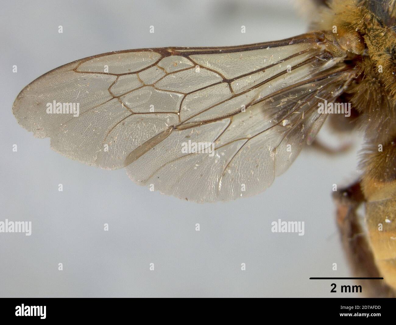 Pinned, Umbilo, South Africa, Tetralonia sheffieldi umbiloensis Cockerell, 1917, Animalia, Arthropoda, Insecta, Hymenoptera, Apidae Stock Photo