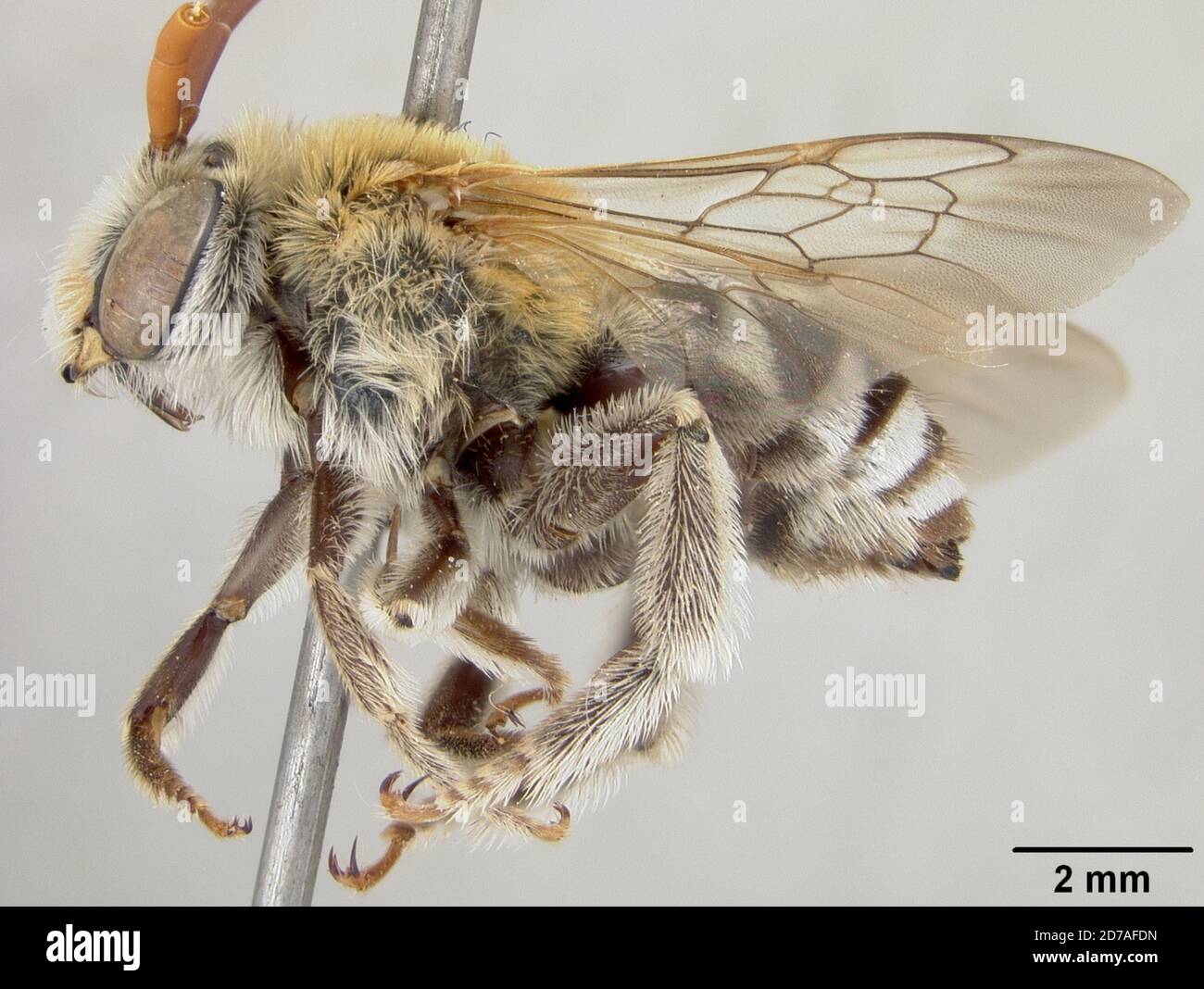 Pinned, Bellary dt hampasagar, Tetralonia leucopoda australior Cockerell, 1920, Animalia, Arthropoda, Insecta, Hymenoptera, Apidae Stock Photo
