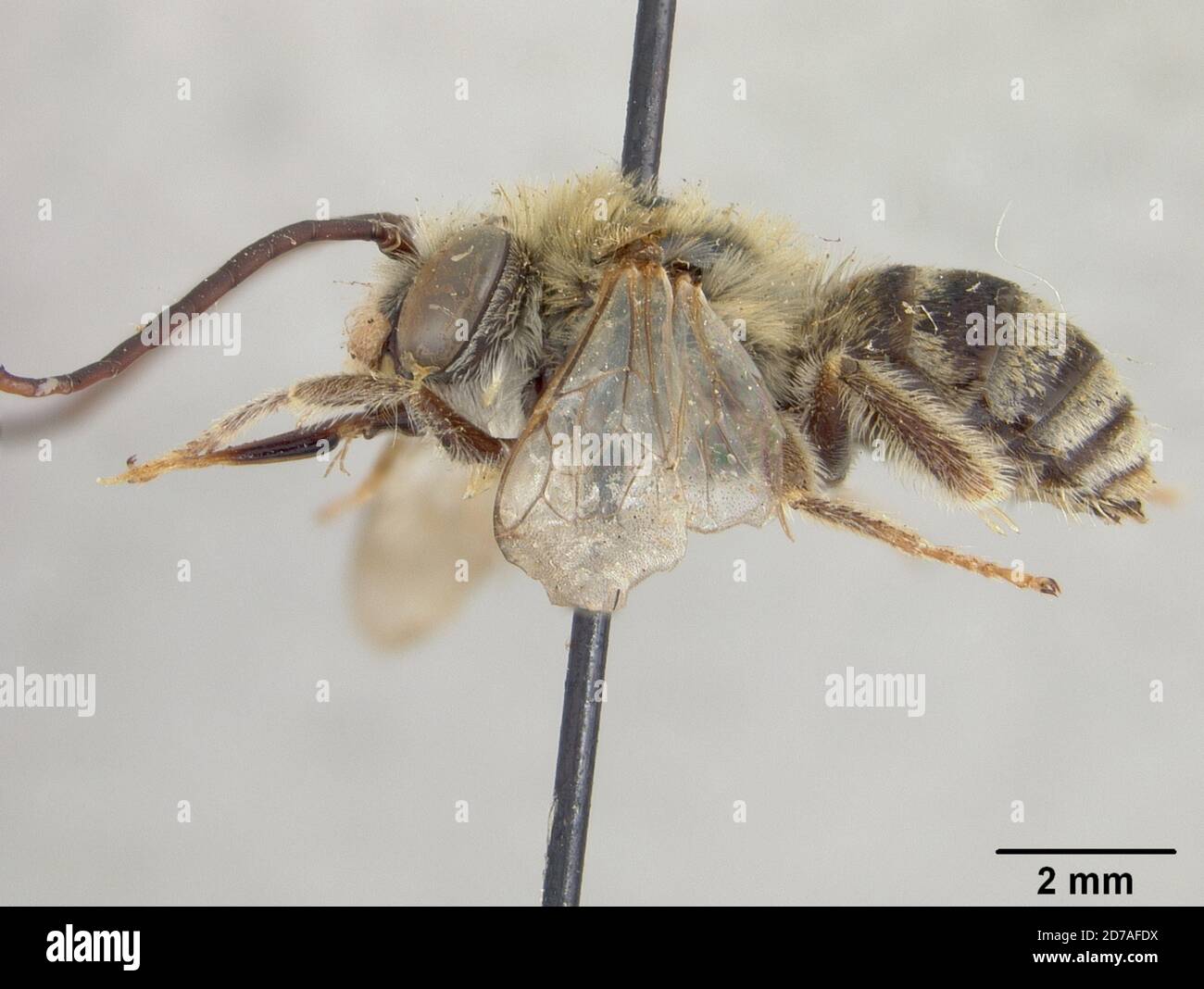 Pinned, Japan, Tetralonia mitsukurii Cockerell, 1911, Animalia, Arthropoda, Insecta, Hymenoptera, Apidae Stock Photo