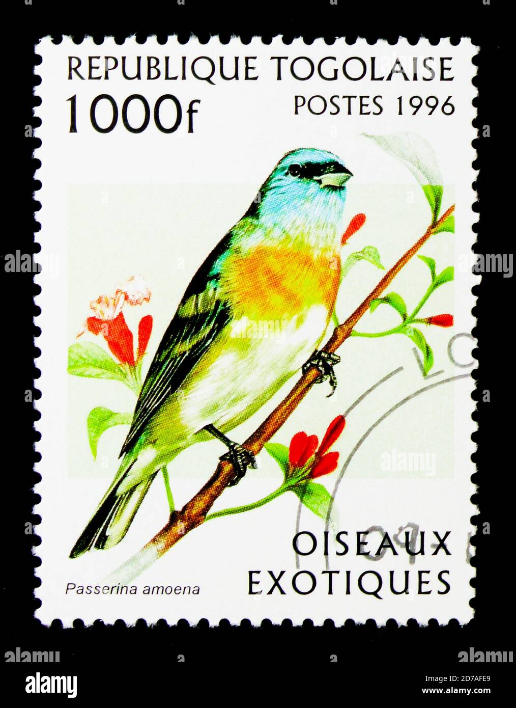 MOSCOW, RUSSIA - NOVEMBER 26, 2017: A stamp printed in Togo shows Lazuli Bunting (Passerina amoena), Exotic birds serie, circa 1996 Stock Photo