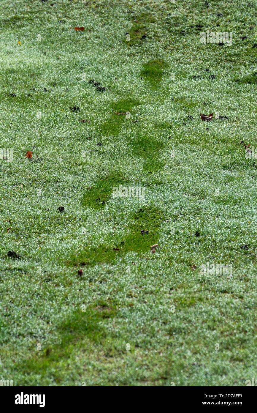 Footprints on grass hires stock photography and images Alamy