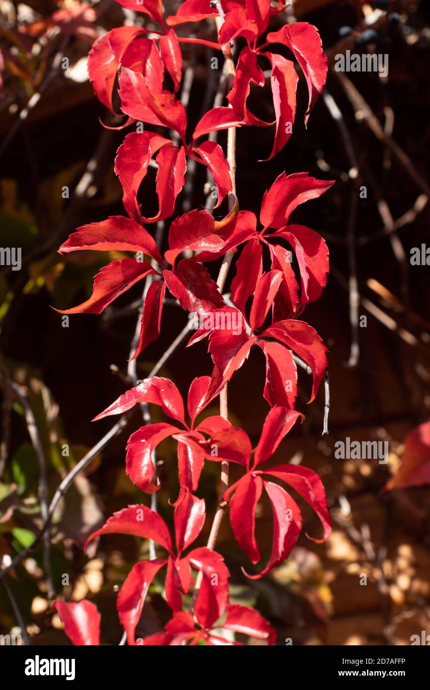 Virginia creeper (Parthenocissus quinquefolia) with red leaves during autumn or october Stock Photo