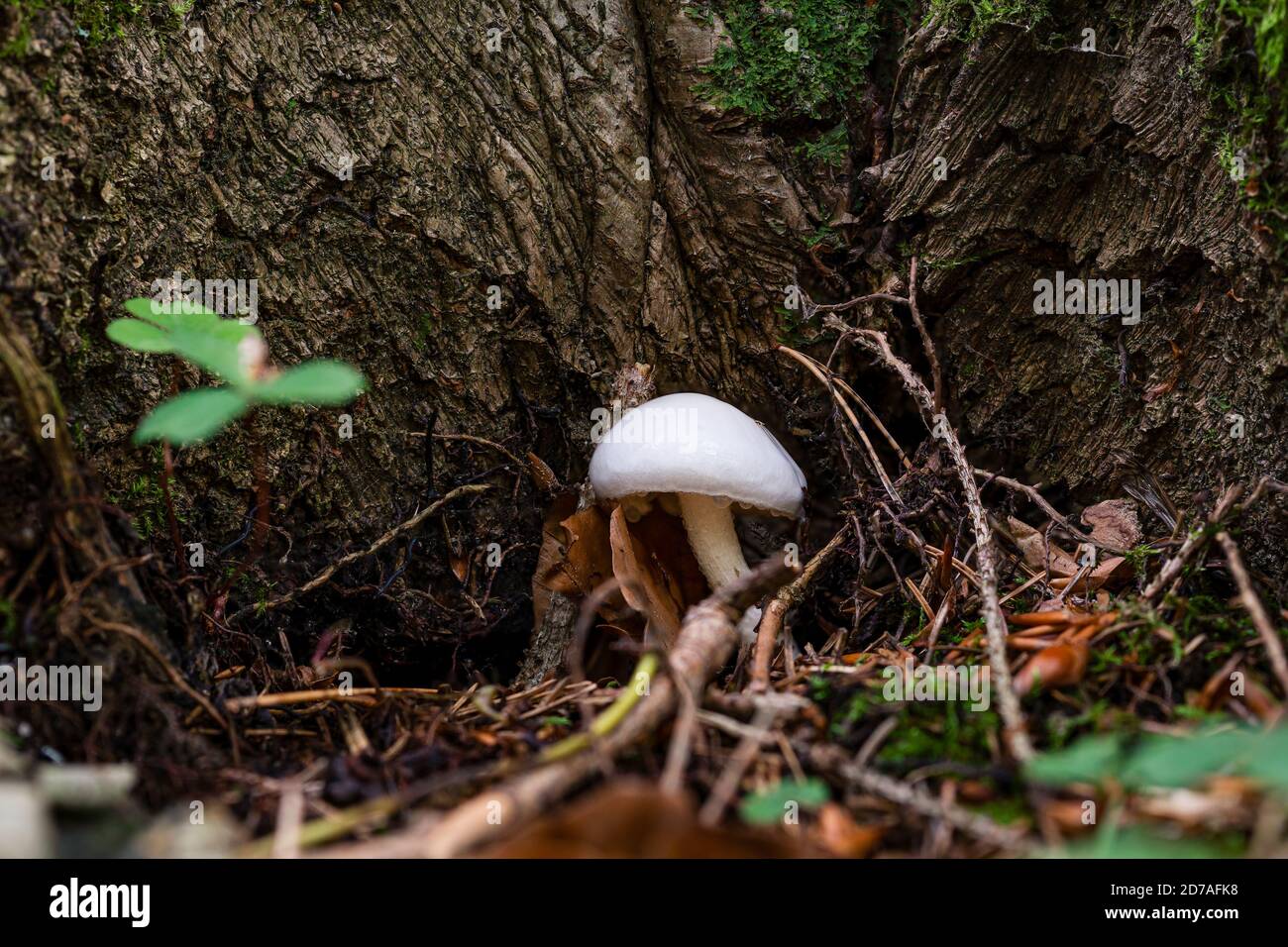 Hygrophorus eburneus, commonly known as the ivory waxy cap or the cowboy's handkerchief, is a species of edible mushroom in the waxgill family of fung Stock Photo
