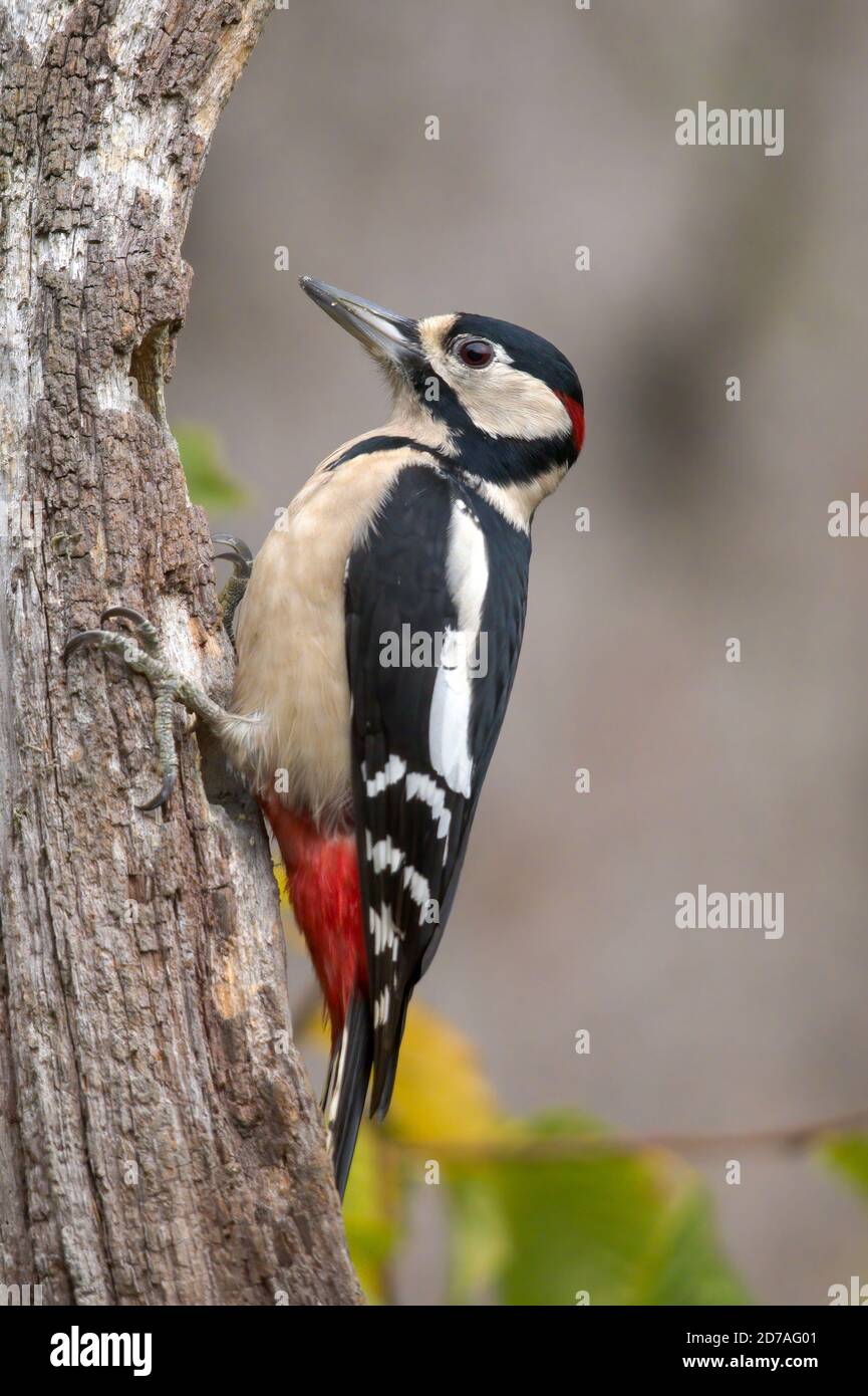 Great spotted woodpecker (Dendrocopos major) on dead tree trunk Stock Photo