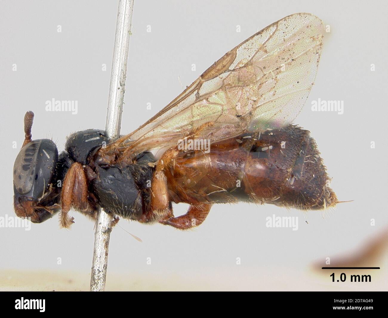 Pinned, Victoria, Australia, Exoneura fultoni Cockerell, 1913, Animalia, Arthropoda, Insecta, Hymenoptera, Apidae Stock Photo