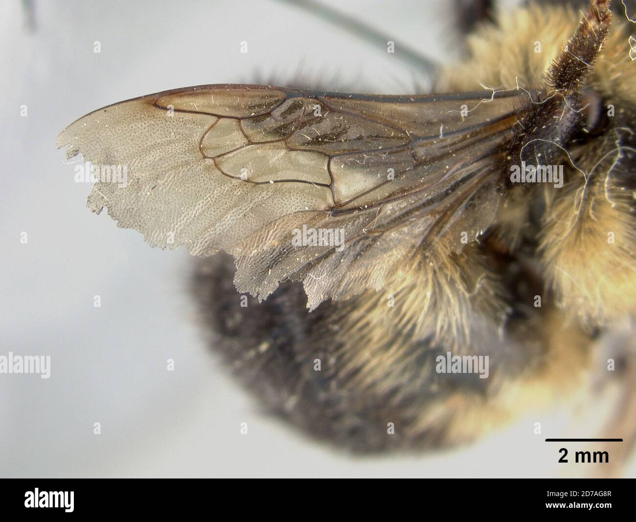 Calgary, Alberta, Canada, Bombus hyperboreus var. albertensis Cockerell, 1909, Animalia, Arthropoda, Insecta, Hymenoptera, Apidae Stock Photo