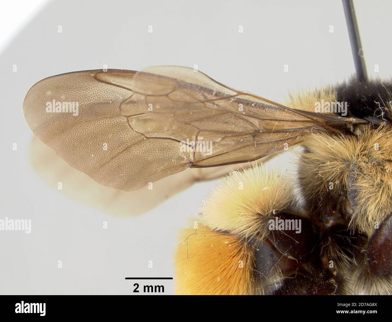 Native Calgary Insects 1930 animalia hi-res stock photography and images - Alamy