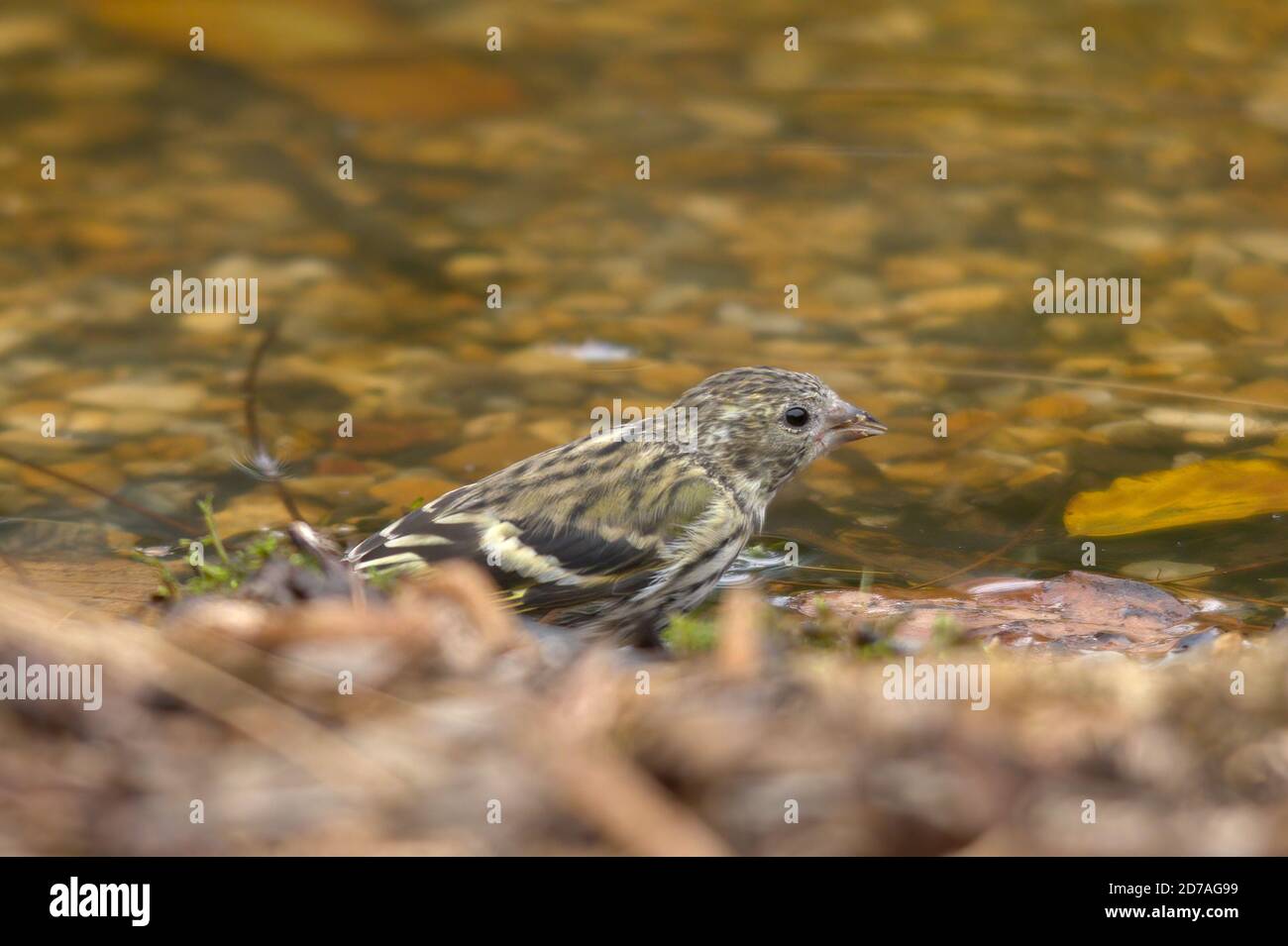 Siskin (Spinus spinus), also called common siskin, Eurasian siskin or European siskin, a female bird visiting a pond for drinking water Stock Photo