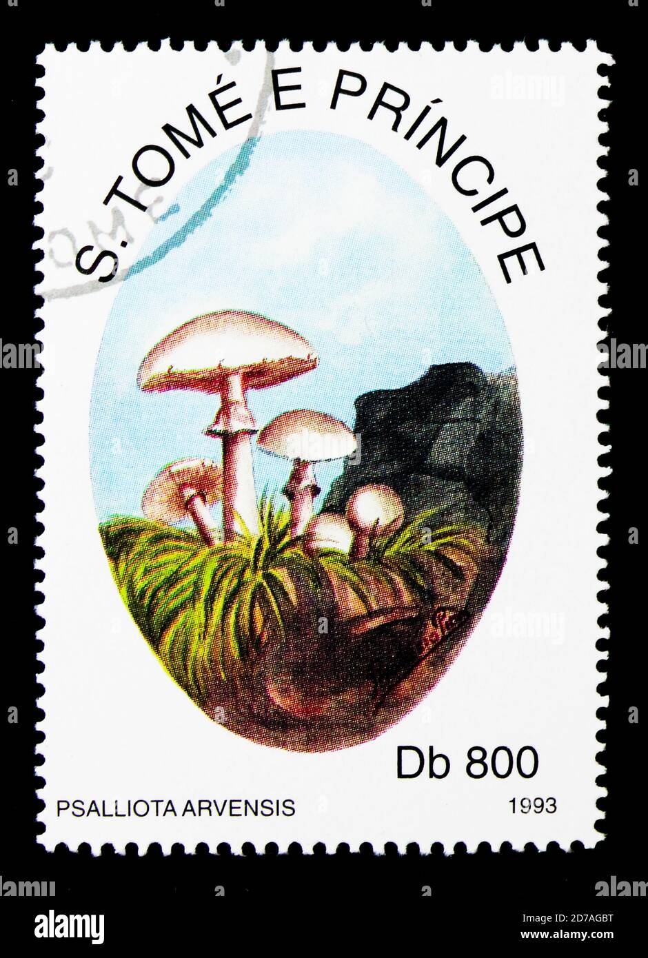 Psalliota hi-res stock photography and images - Alamy