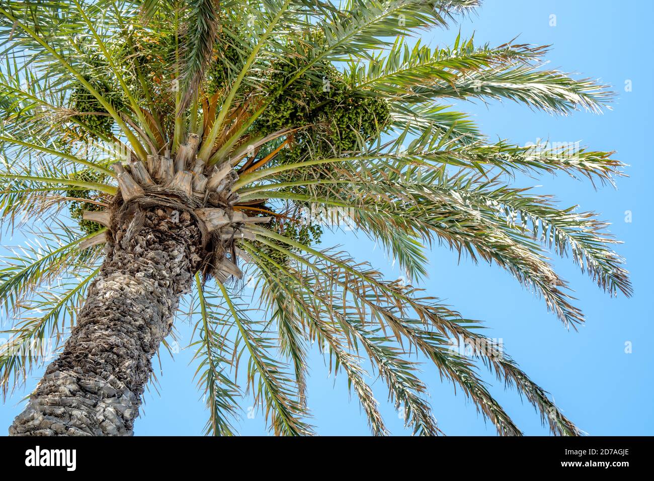 Low angle shot of Cycas Circinalis tree on a clear sky background Stock Photo