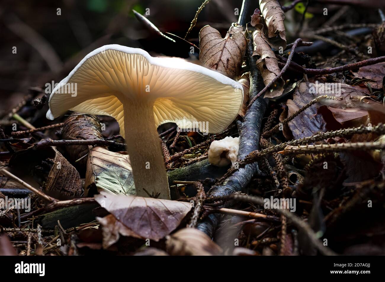 Infundibulicybe geotropa, also known as the trooping funnel or monk's head, is a funnel-shaped toadstool widely found in Europe and in North America Stock Photo