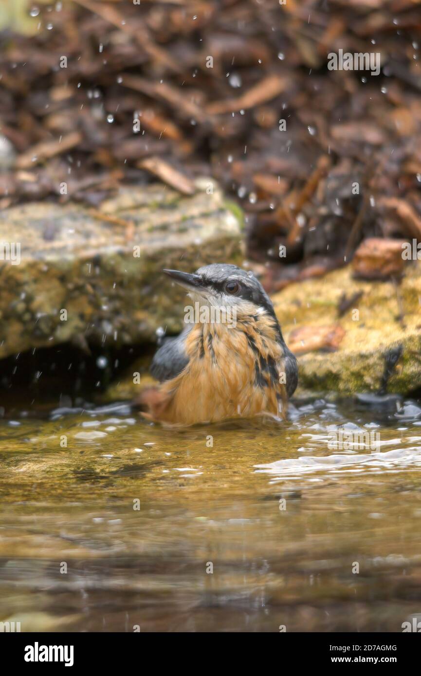 Nuthatch (Sitta europaea) bird having a bath in a pond, UK Stock Photo