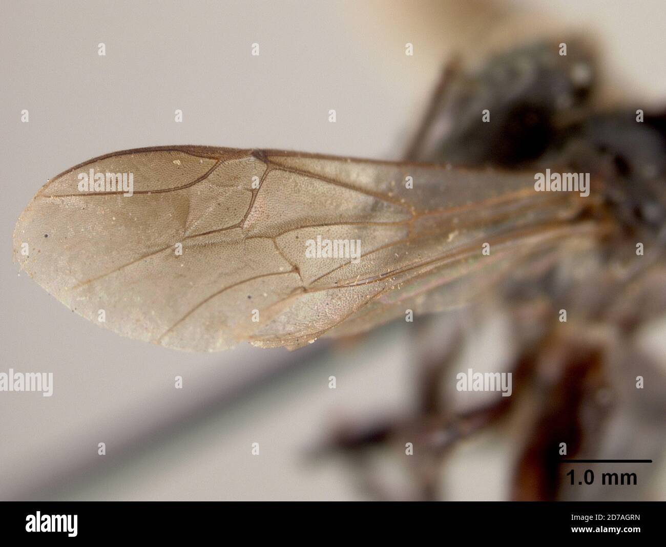 Jungapeo hires stock photography and images Alamy