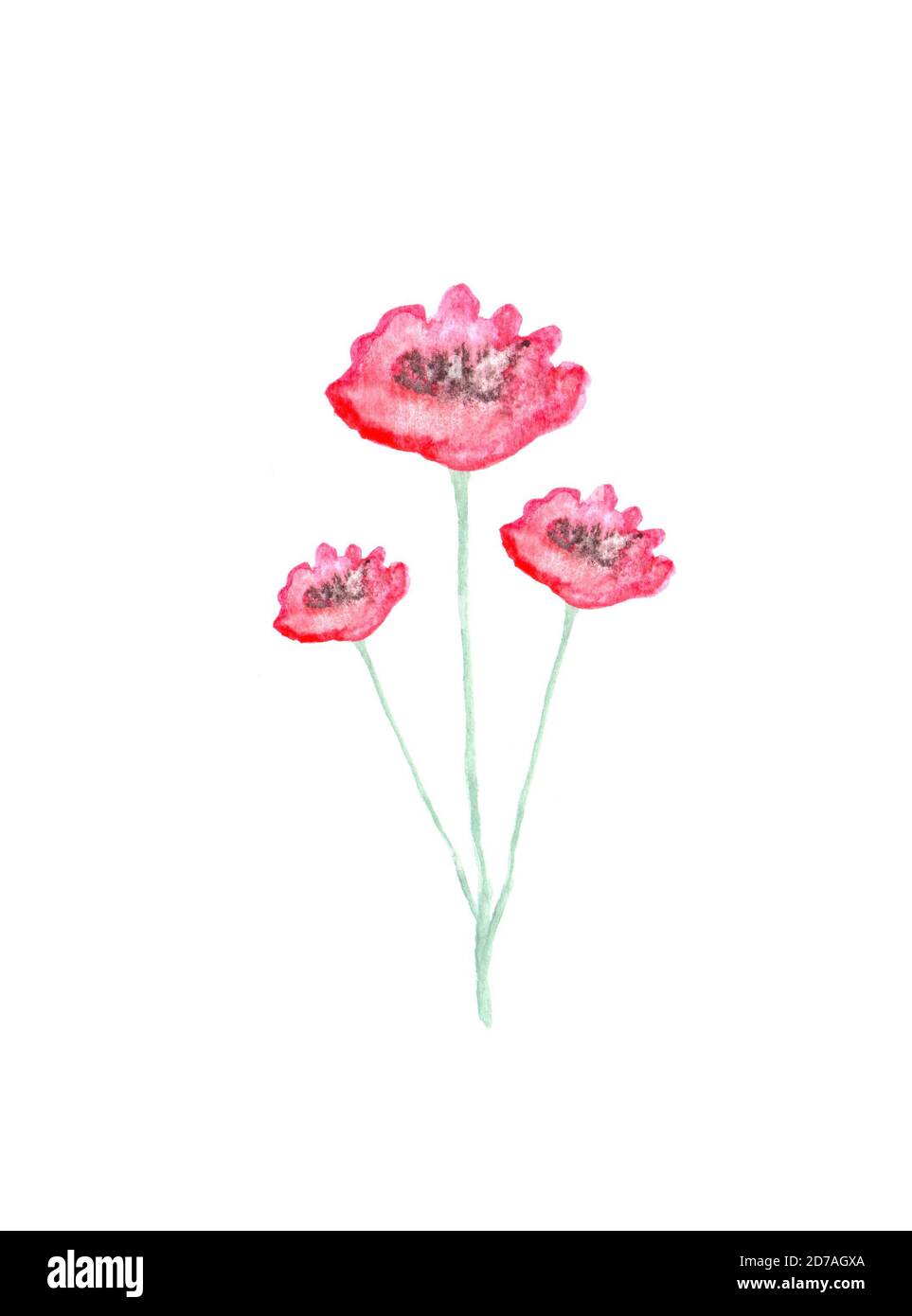 Watercolor hand painted illustration of poppy flowers Stock Photo