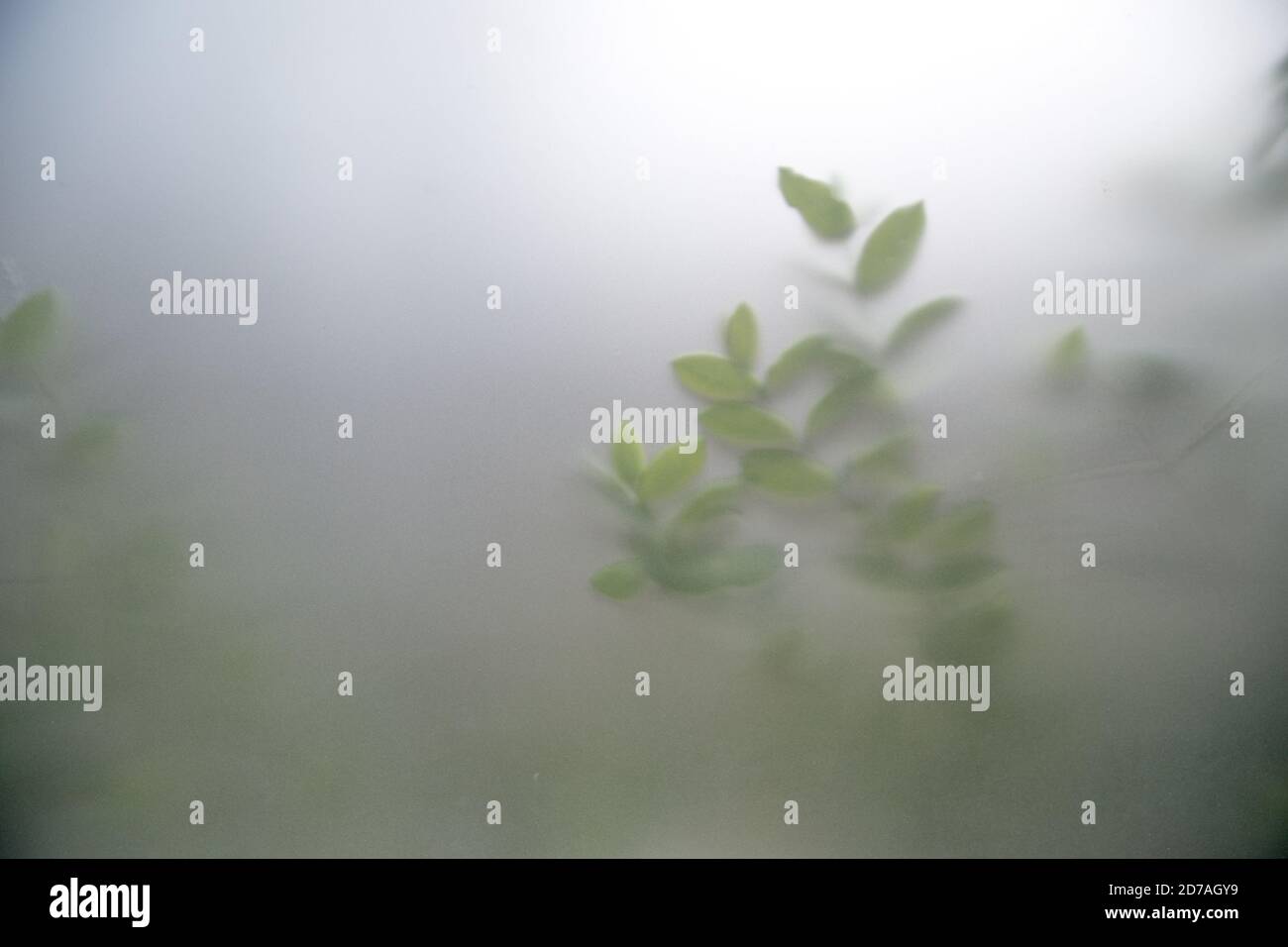 Green plants in fog with stems and leaves behind frosted glass