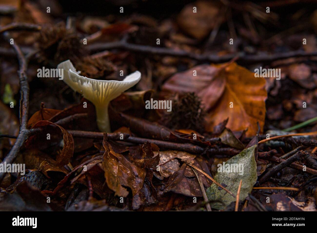 Infundibulicybe geotropa, also known as the trooping funnel or monk's head, is a funnel-shaped toadstool widely found in Europe and in North America Stock Photo