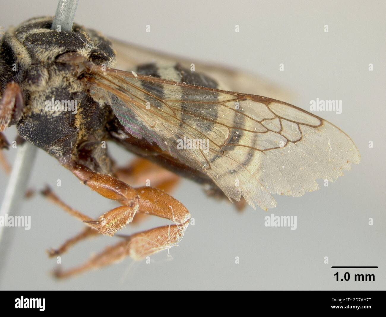 Phoenix, Maricopa, Arizona, United States, Triepeolus helianthi var ...