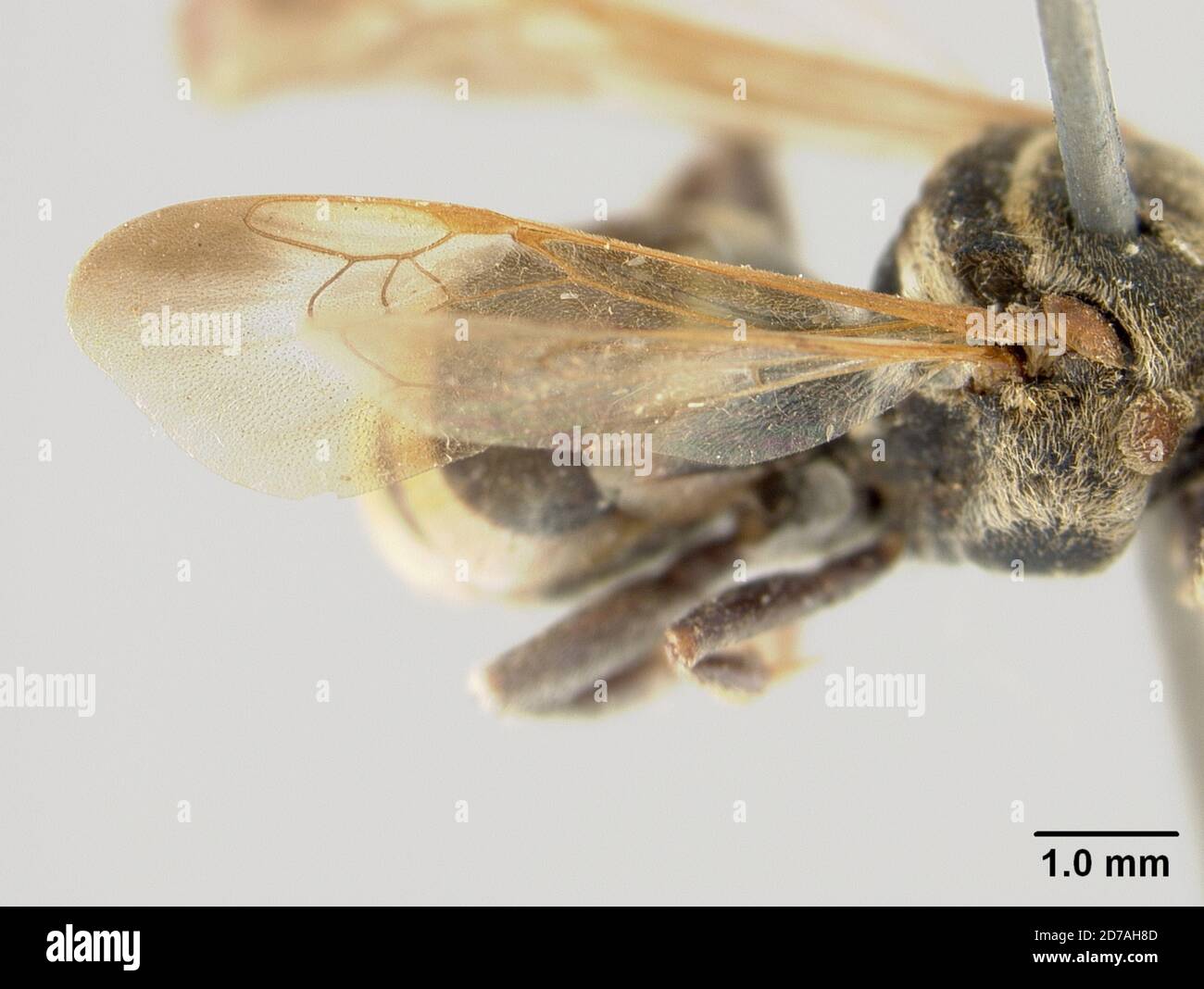 Pinned, Ecuador, Epeolus xanthurus Cockerell, 1917, Animalia, Arthropoda, Insecta, Hymenoptera, Apidae Stock Photo