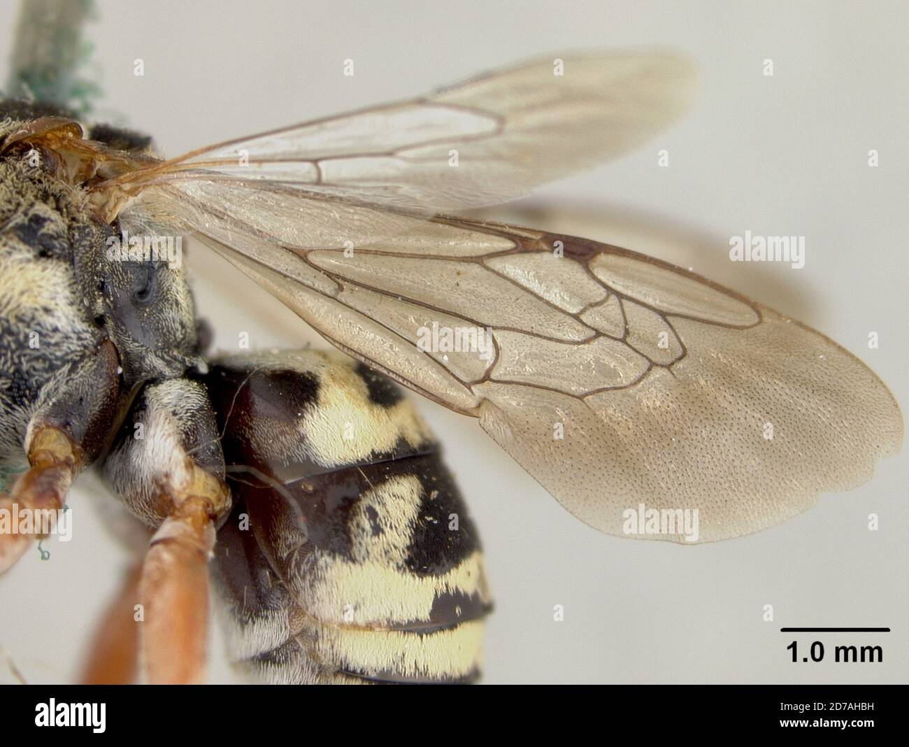 Miguel Insect Las Vegas Hot Springs, San Miguel, New Mexico, United States, Epeolus ...