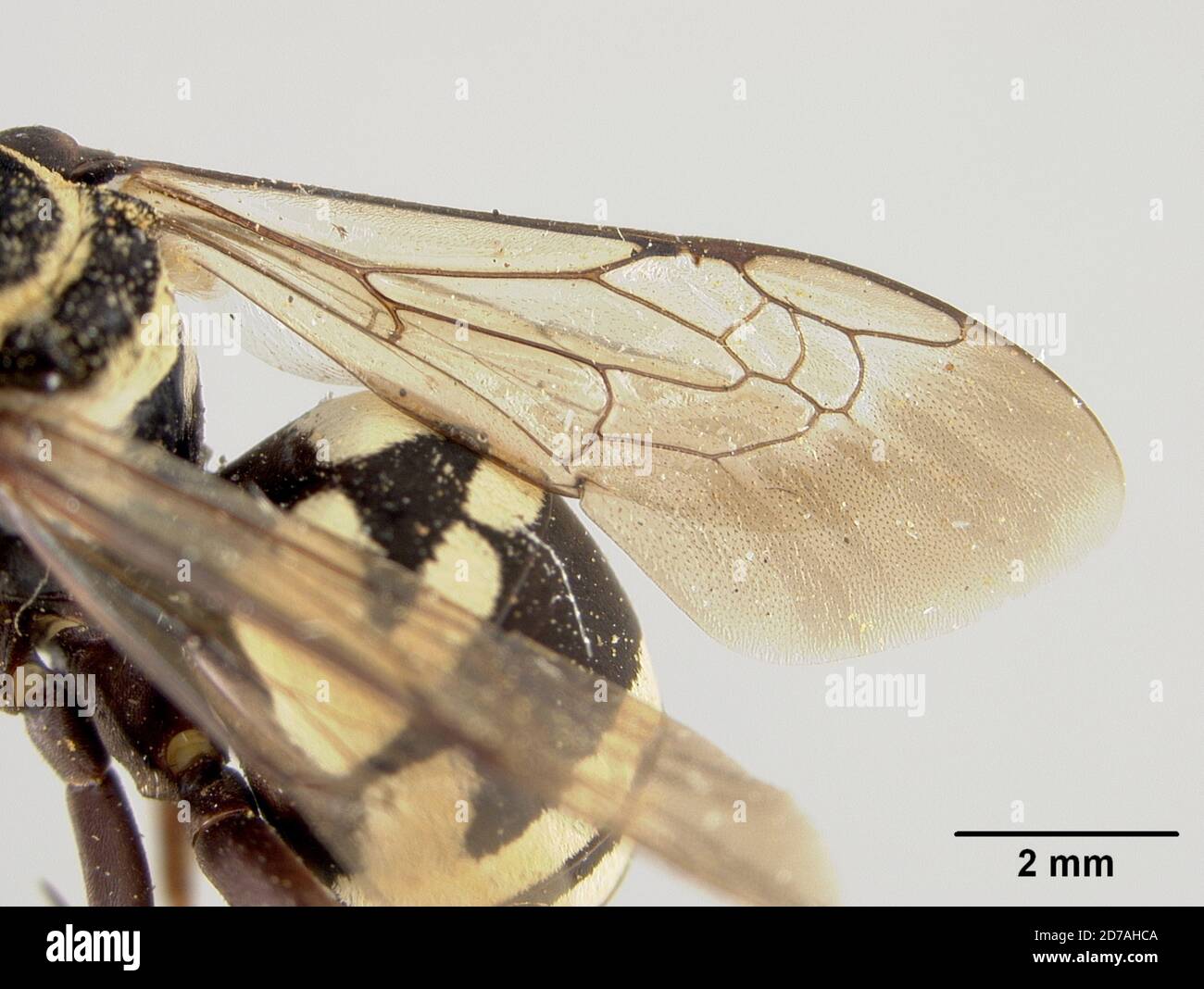 Miguel Insect Epeolus remigatus var martini cockerell hi-res stock photography and ...