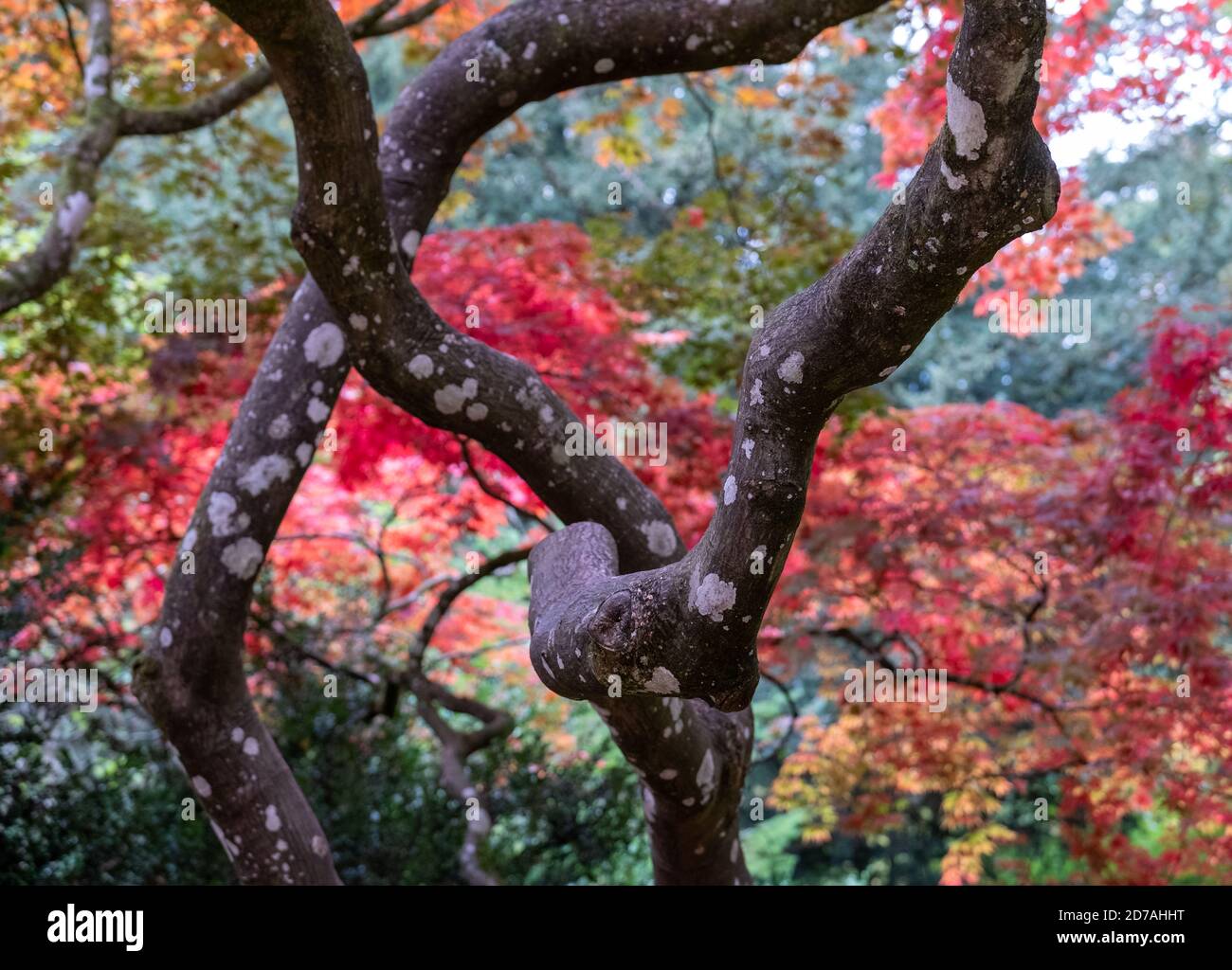 Autumn colours. Acer and maple trees in a blaze of colour, photographed at Westonbirt Arboretum, Gloucestershire, UK in the month of October. Stock Photo