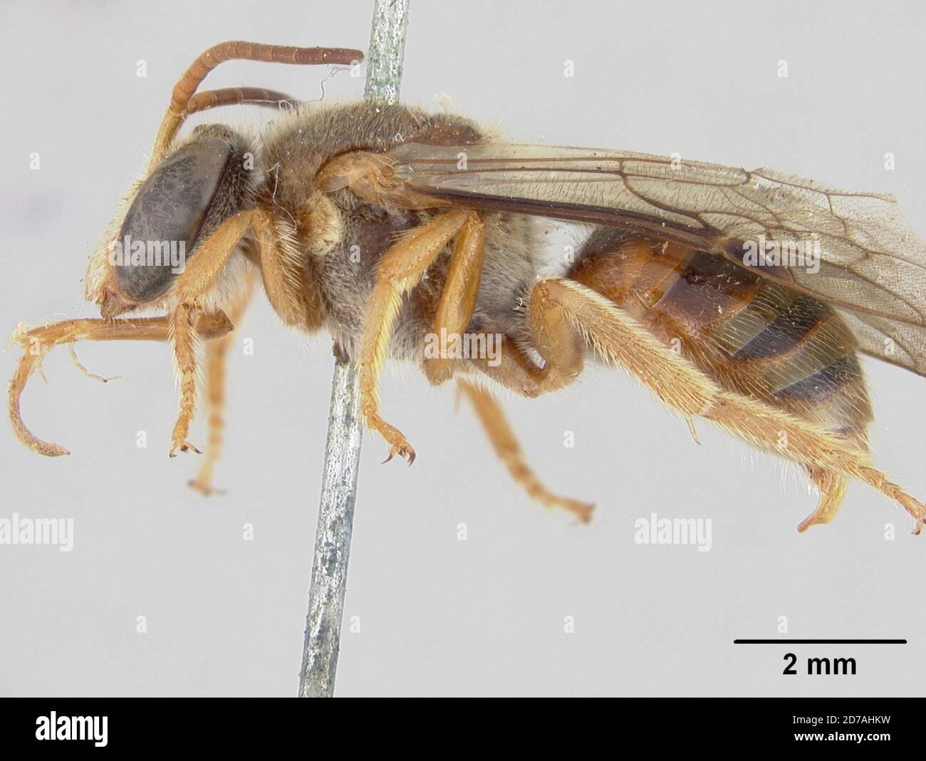 Halictina Insect Pinned, Cape York, Queensland, Australia, Nomia (Reepenia) eboracina ...