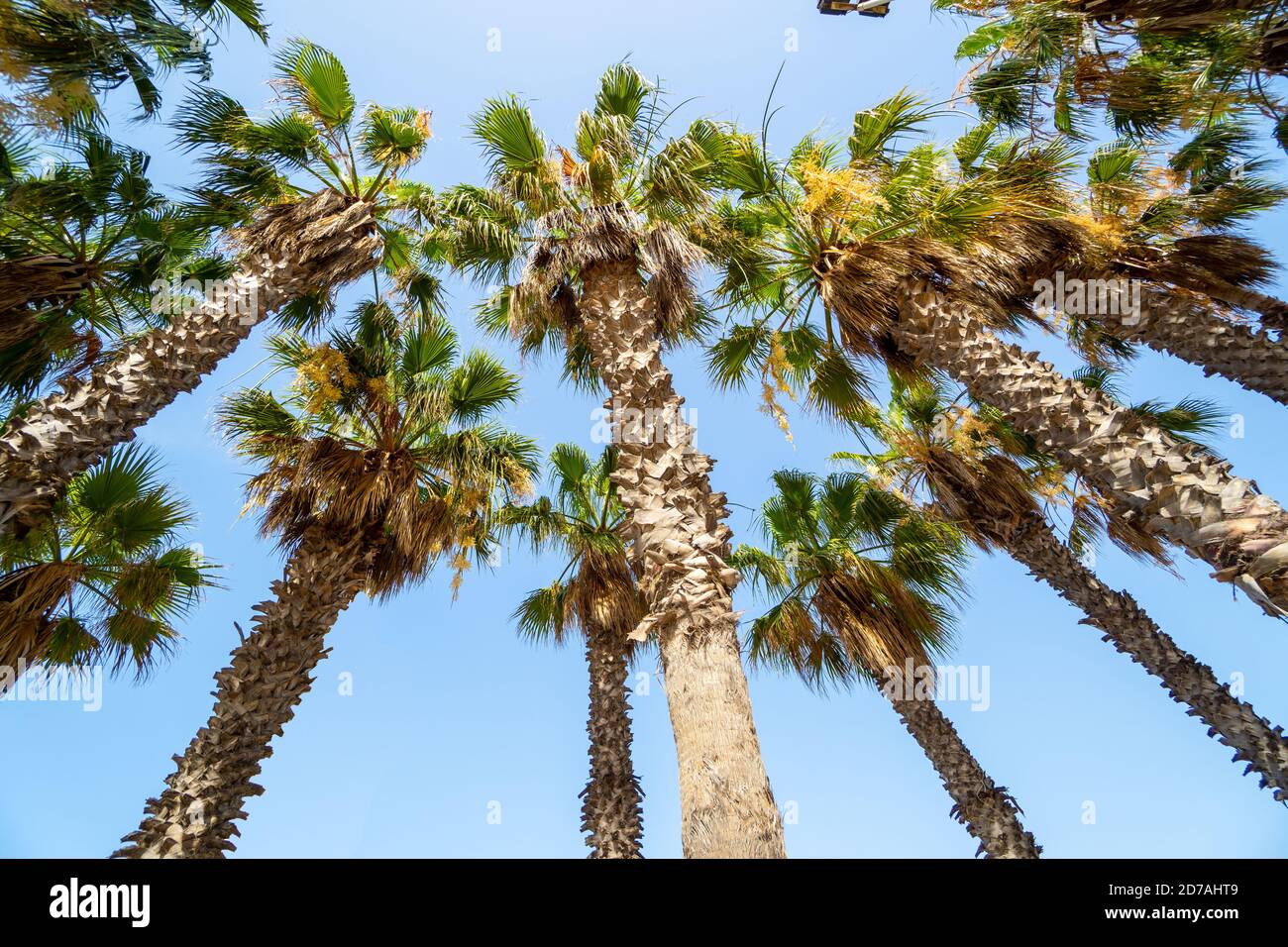 Low angle shot of Cycas Circinalis trees on a clear sky background Stock Photo