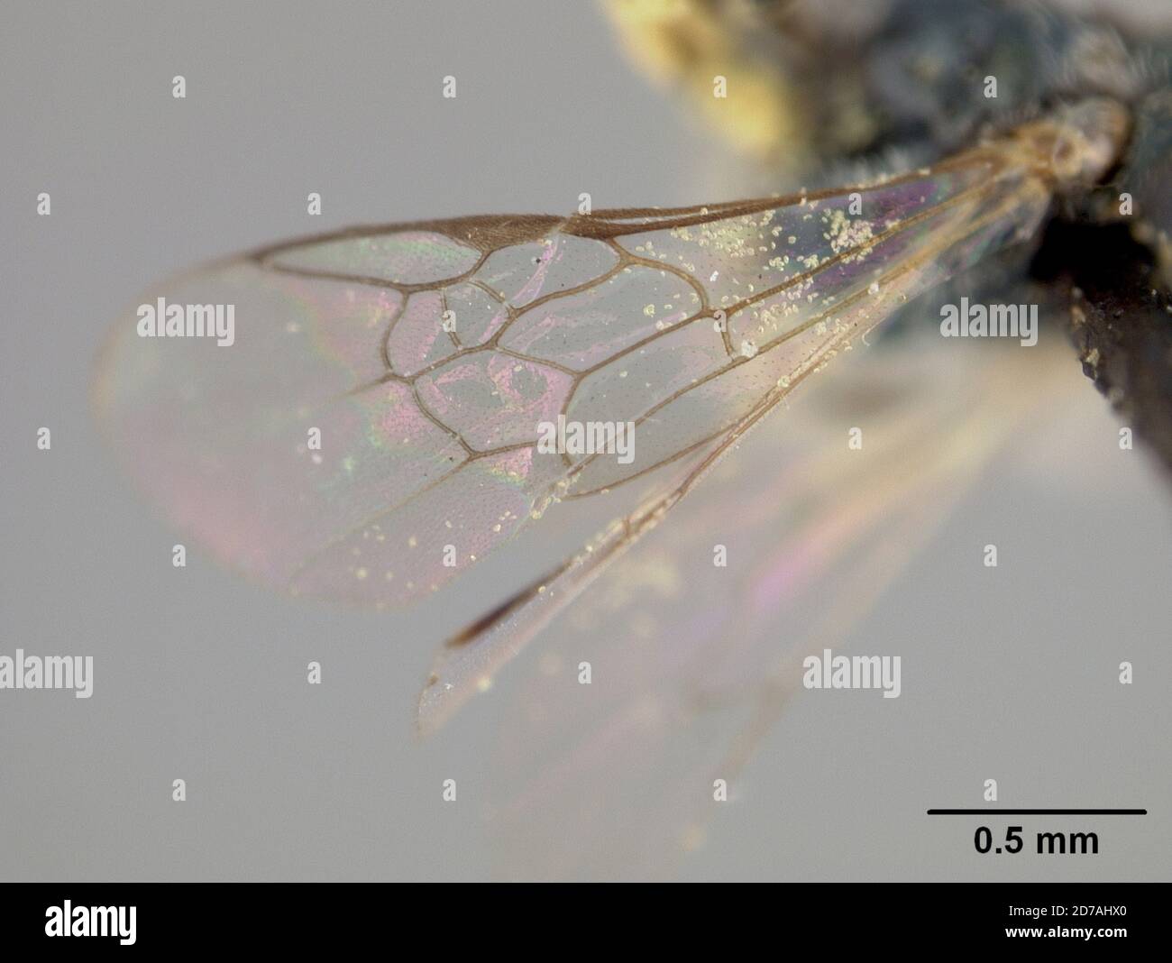 Halictina Insect Pinned, Mesilla, Dona Ana, New Mexico, United States, Halictus ...