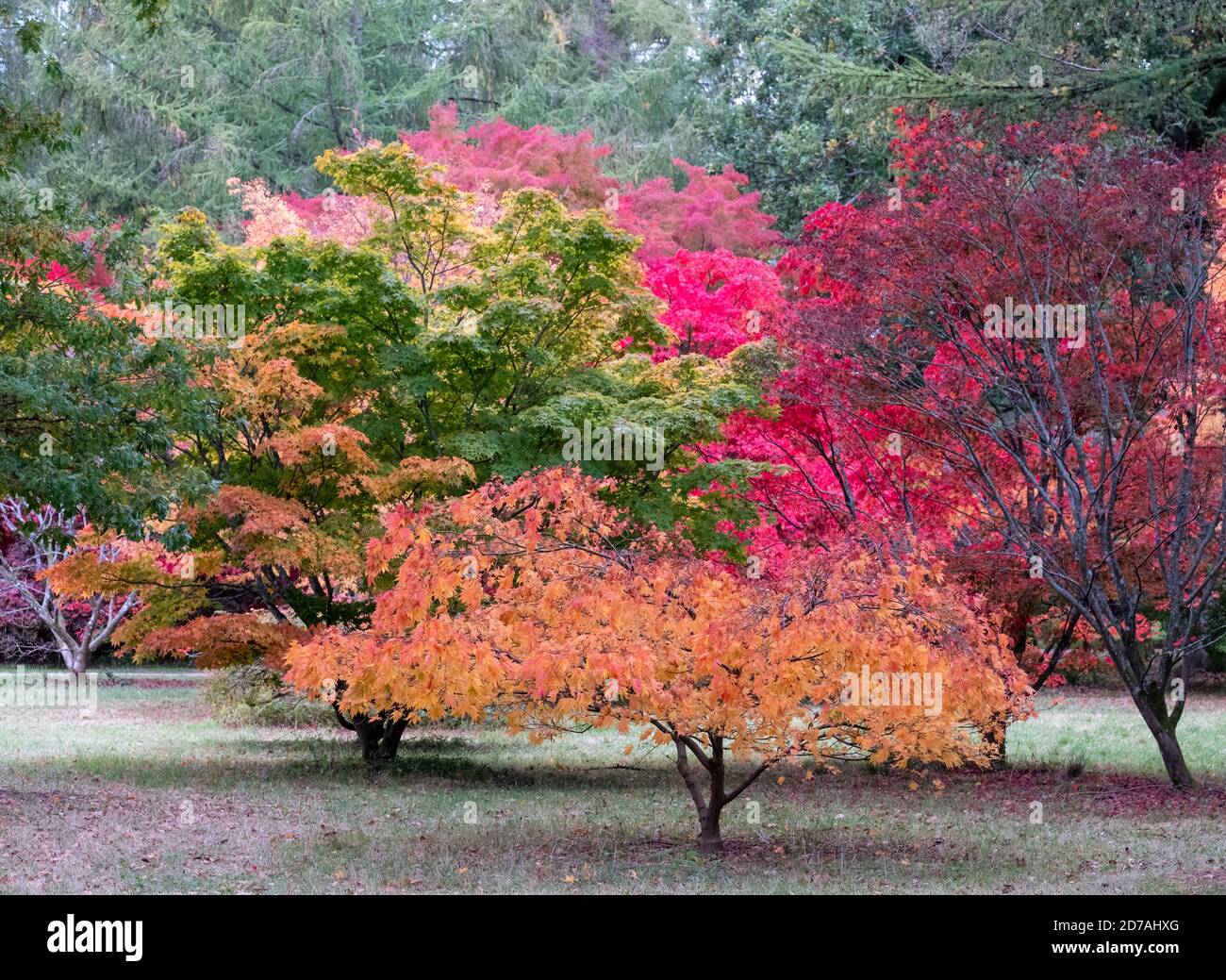 Autumn colours. Acer and maple trees in a blaze of colour, photographed at Westonbirt Arboretum, Gloucestershire, UK in the month of October. Stock Photo