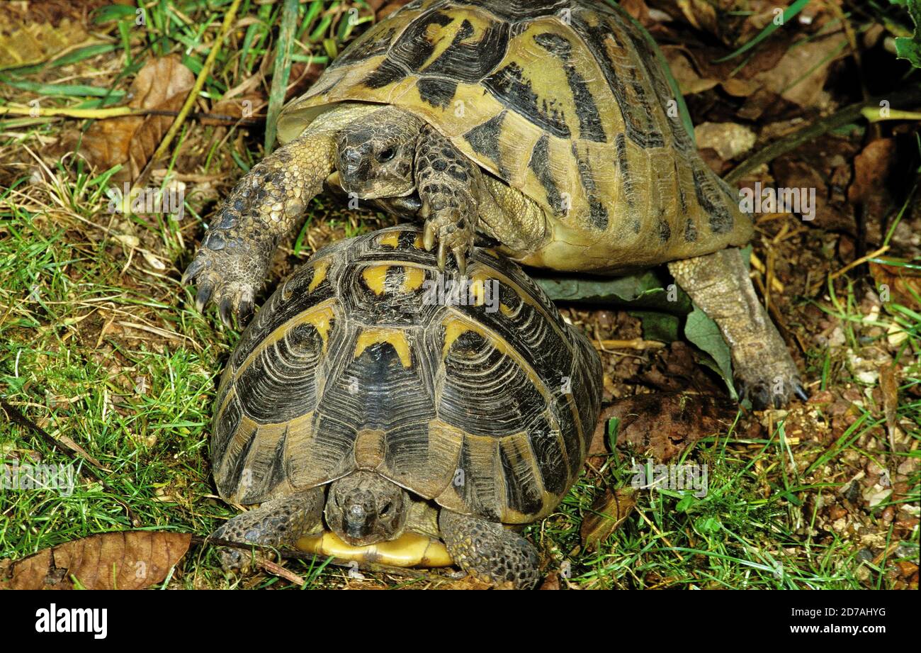 PAIR OF HERMANN'S TORTOISE testudo hermanni Stock Photo - Alamy
