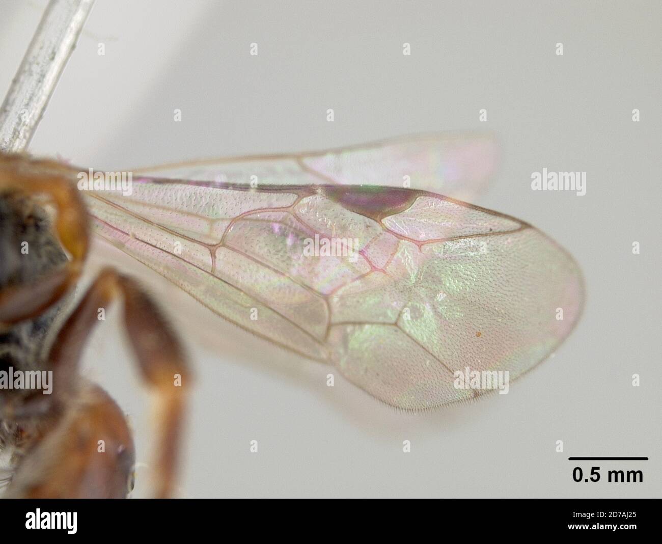 Halictina Insect Pinned, Queensland, Australia, Halictus brisbanensis Cockerell, 1918 ...