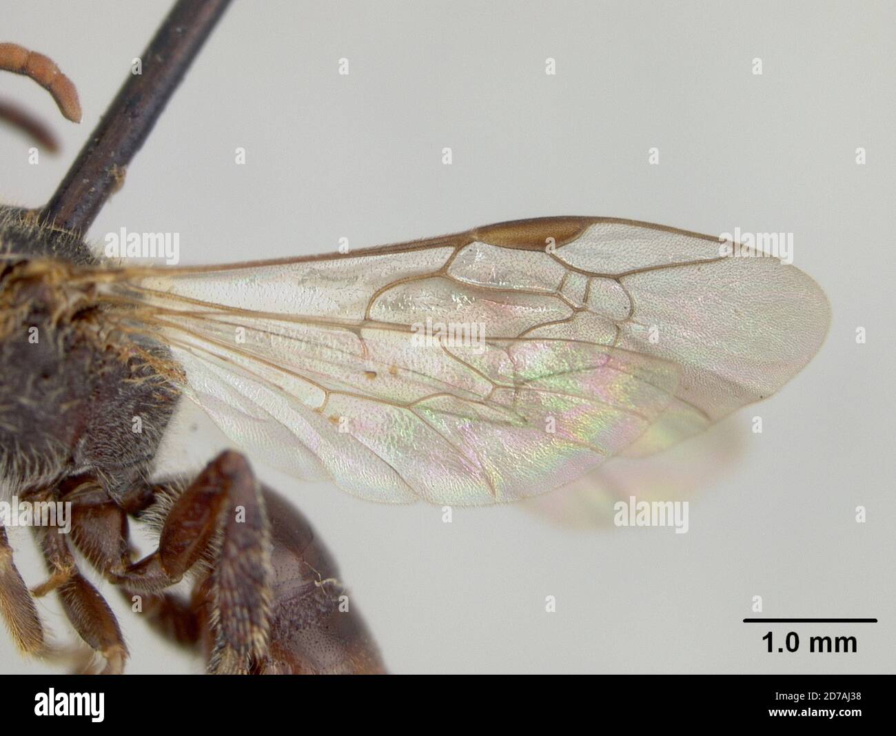 Halictina Insect Pinned, Okeanskya, Siberia, Union of Soviet Socialist Republics ...