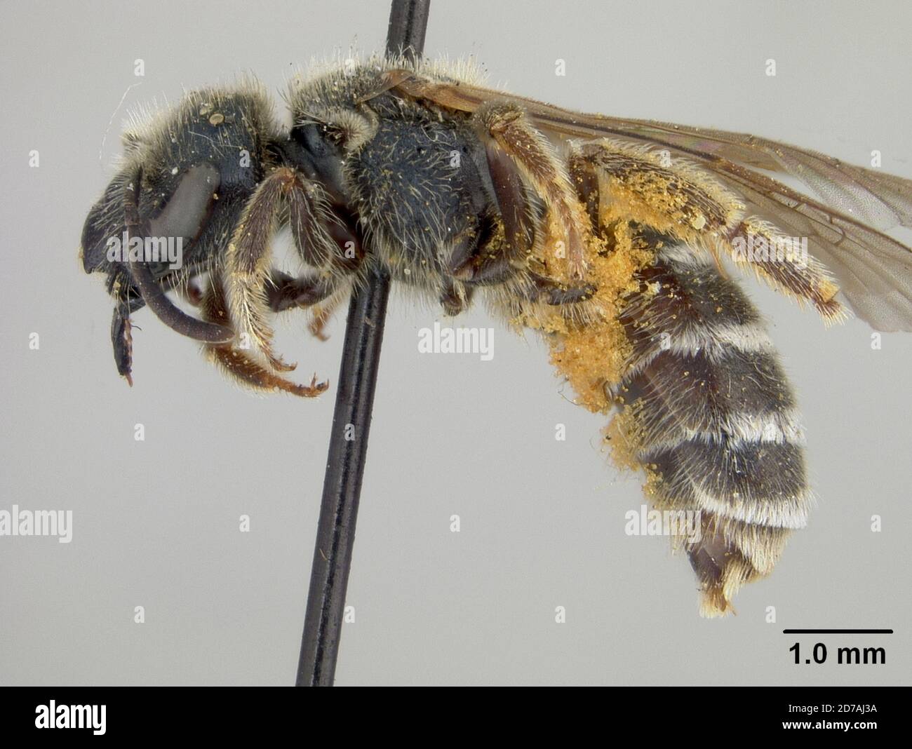 Halictina Insect Pinned, Tolland, Gilpin, Colorado, United States, Halictus fraserae ...