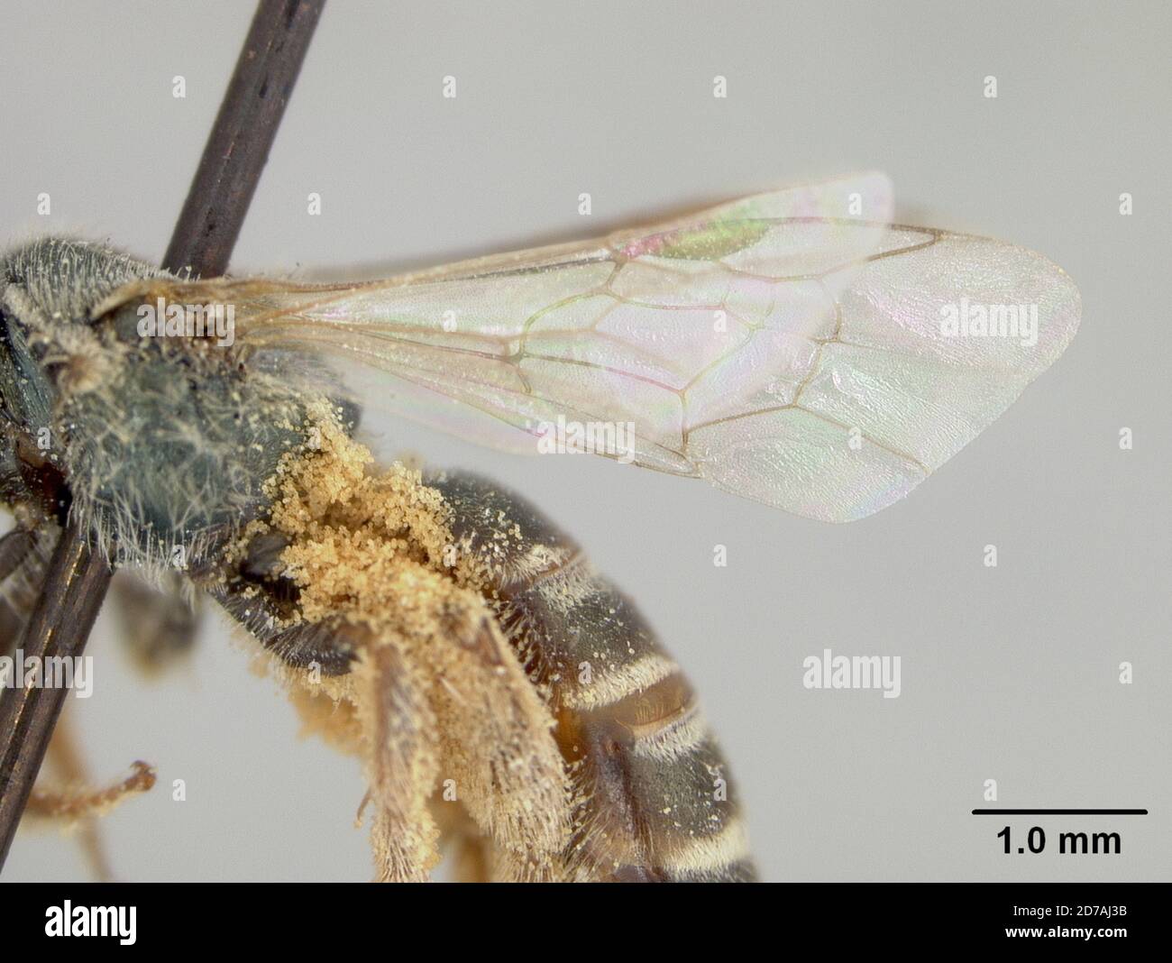 Halictina Insect Pinned, Zamorano, Honduras, Francisco Morazan, Honduras, Halictus ...
