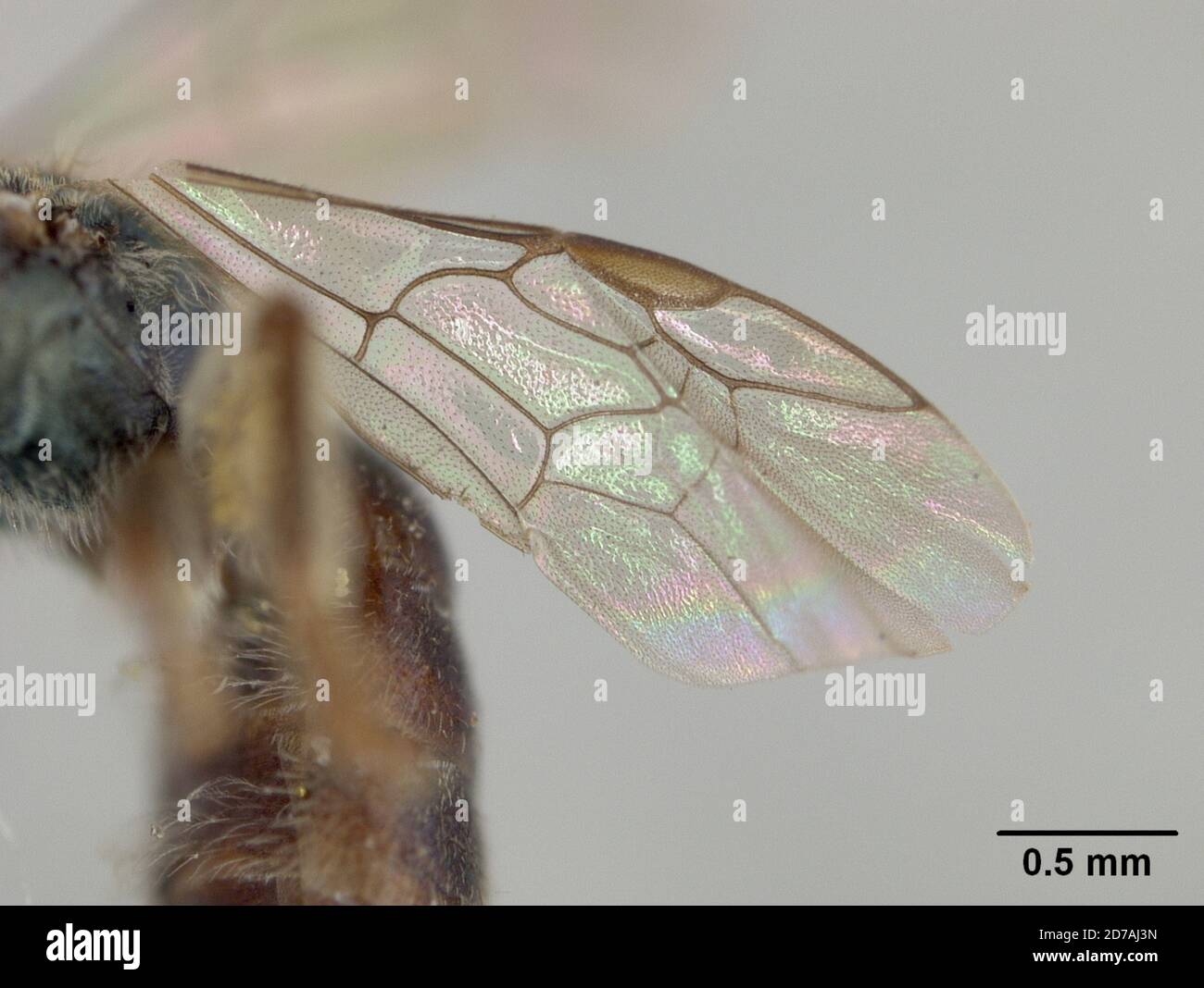 Halictina Insect Halictus hypochlorus ellis hi-res stock photography and images - Alamy