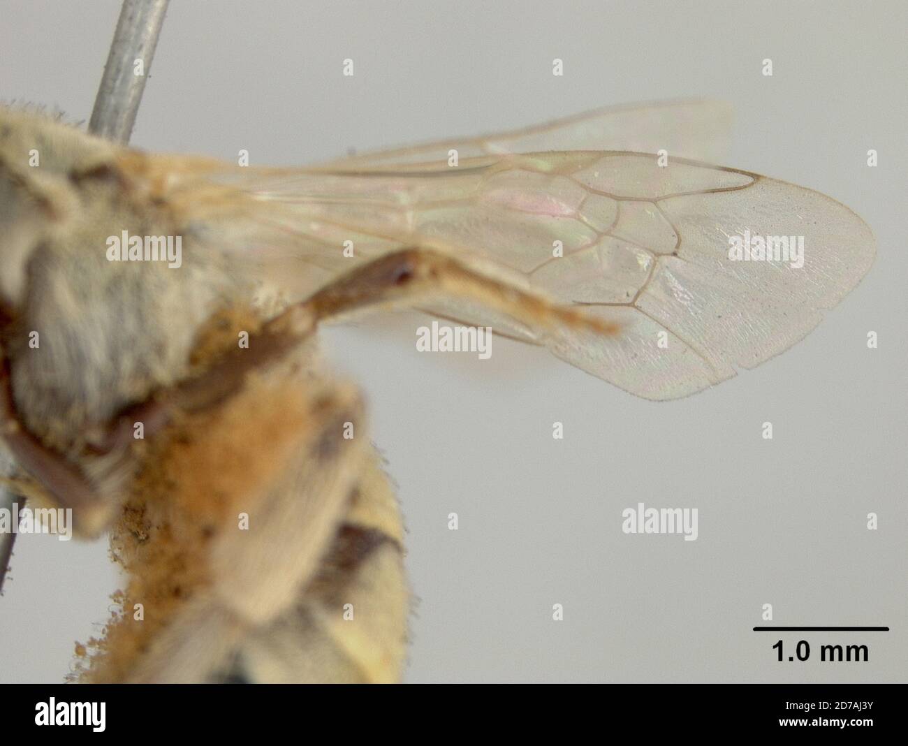 Halictina Insect Pinned, Quetta, Baluchistan, Pakistan, Halictus cariniventris ...