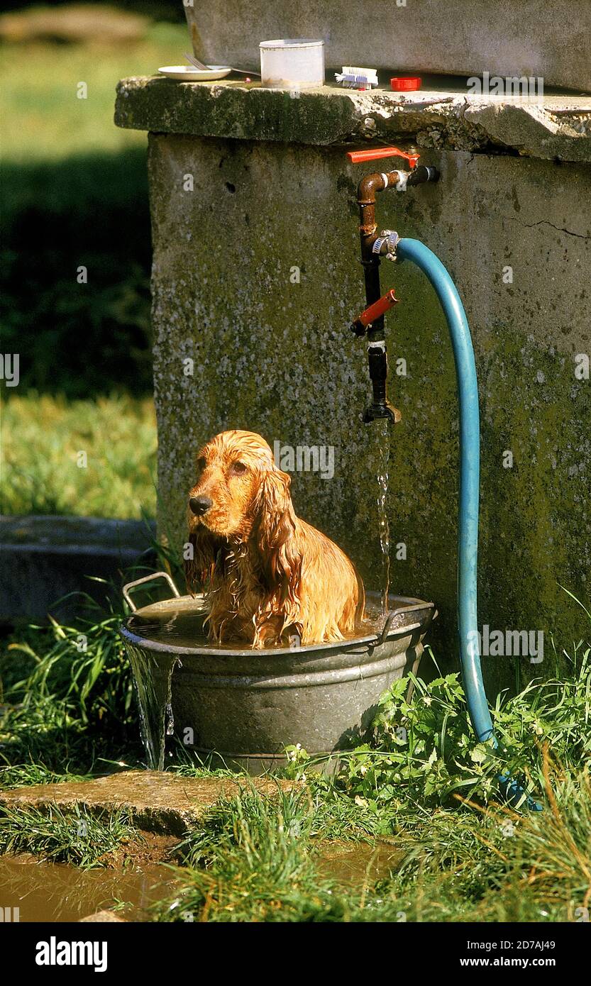 Cocker spaniel playing canis hi-res stock photography and images - Alamy