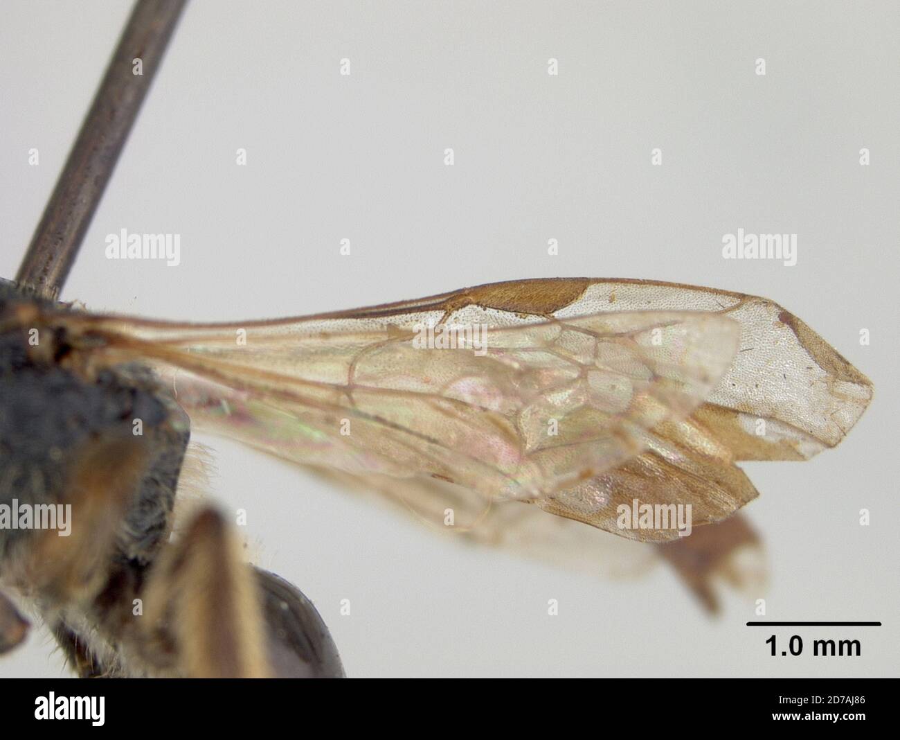 Halictina Insect Pinned, Okeanskya, Siberia, Union of Soviet Socialist Republics ...