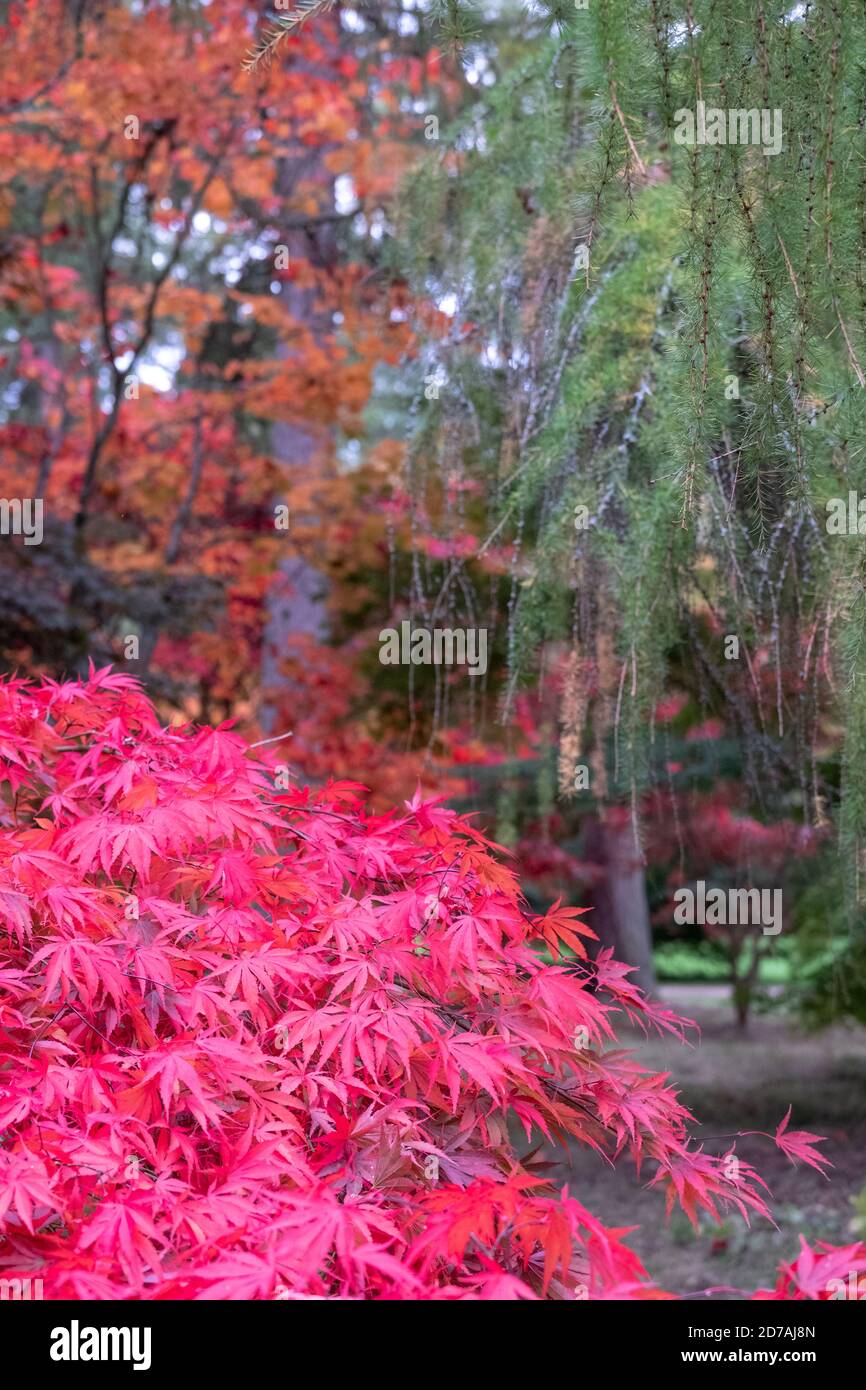 Autumn Colours Acer And Maple Trees In A Blaze Of Colour Photographed